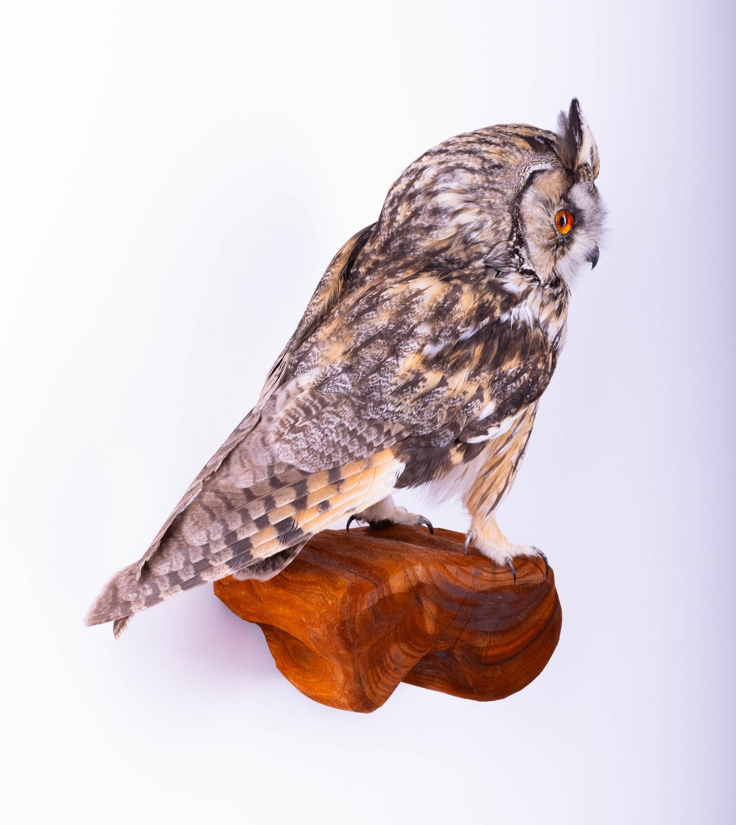 Hibou moyen-duc naturalisé pour fixation murale à vendre