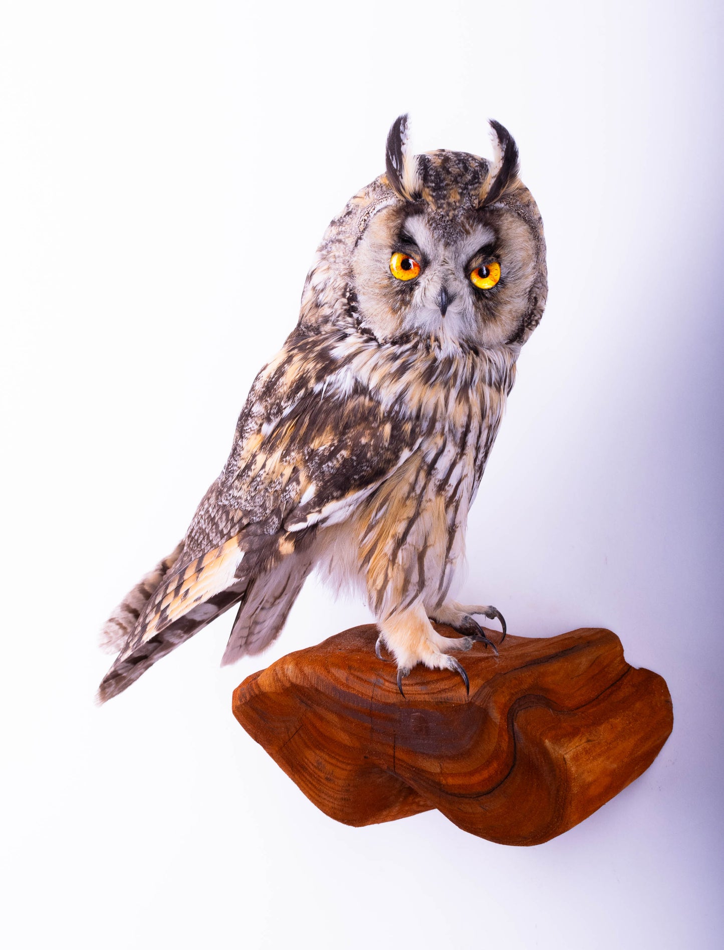 Hibou moyen-duc naturalisé pour fixation murale à vendre