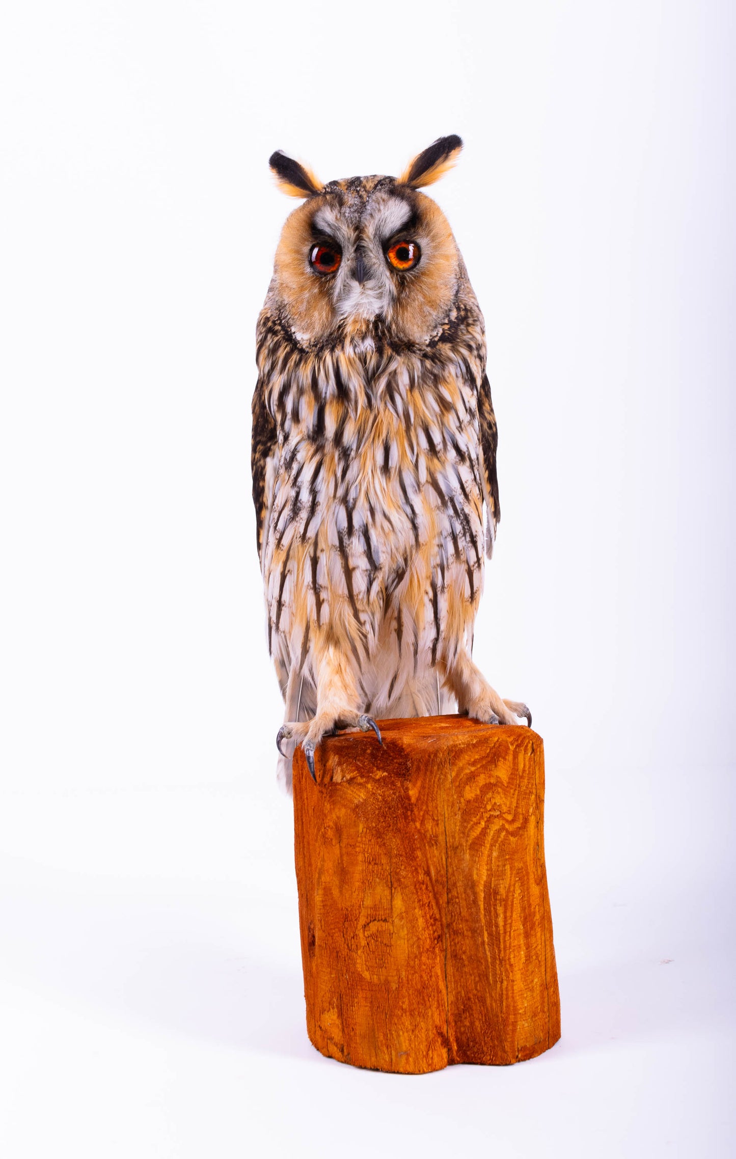 Taxidermy Long-eared Owl Standing Mount