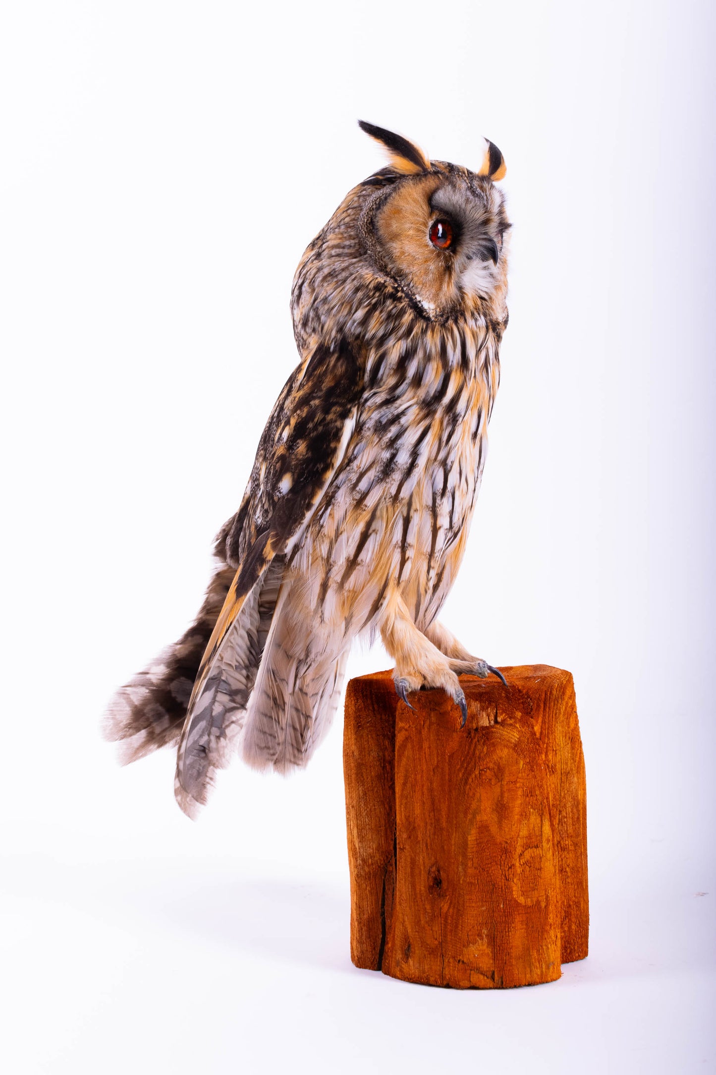 Taxidermy Long-eared Owl Standing Mount