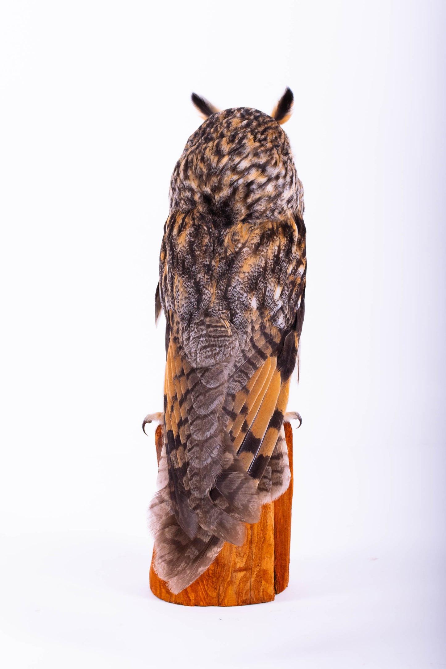Taxidermy Long-eared Owl Standing Mount