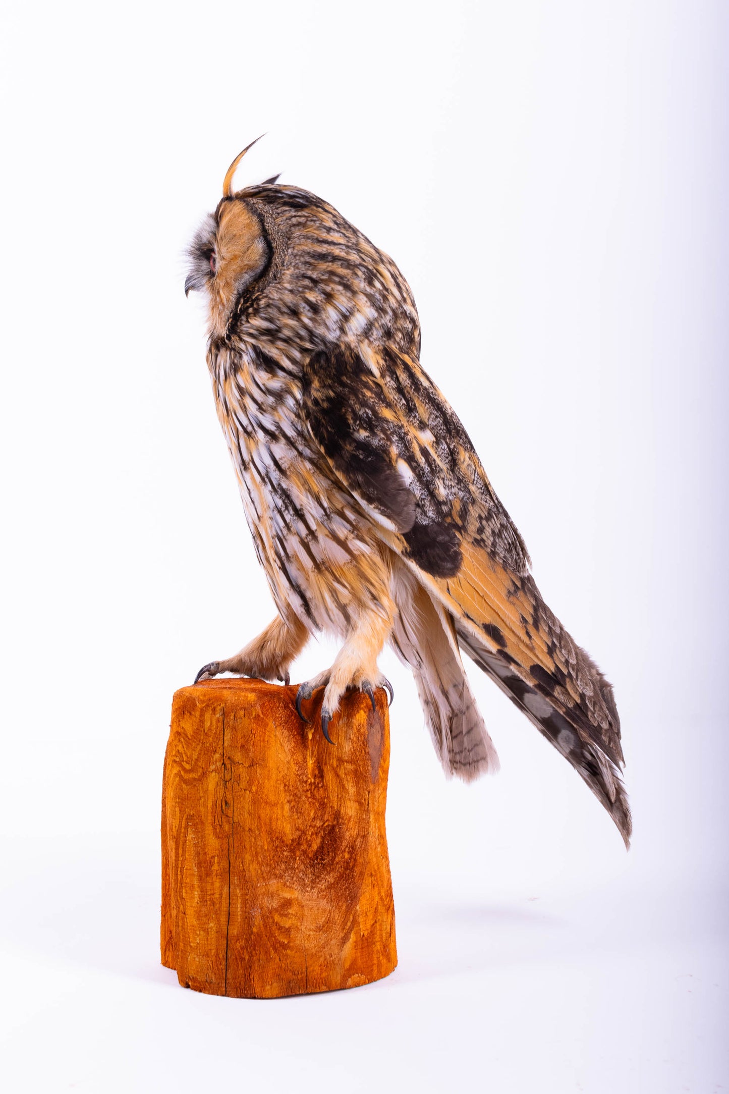 Taxidermy Long-eared Owl Standing Mount