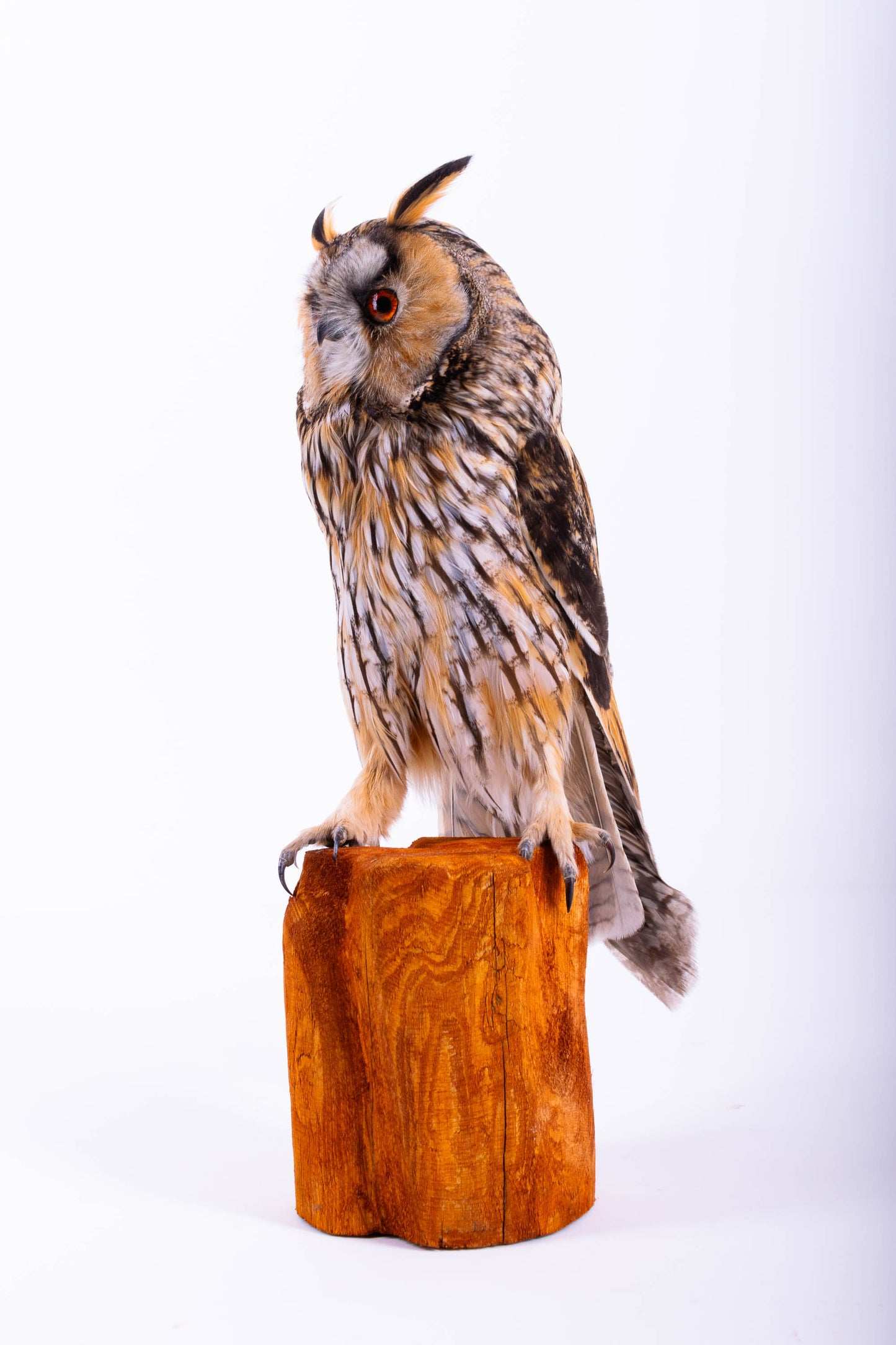 Taxidermy Long-eared Owl Standing Mount