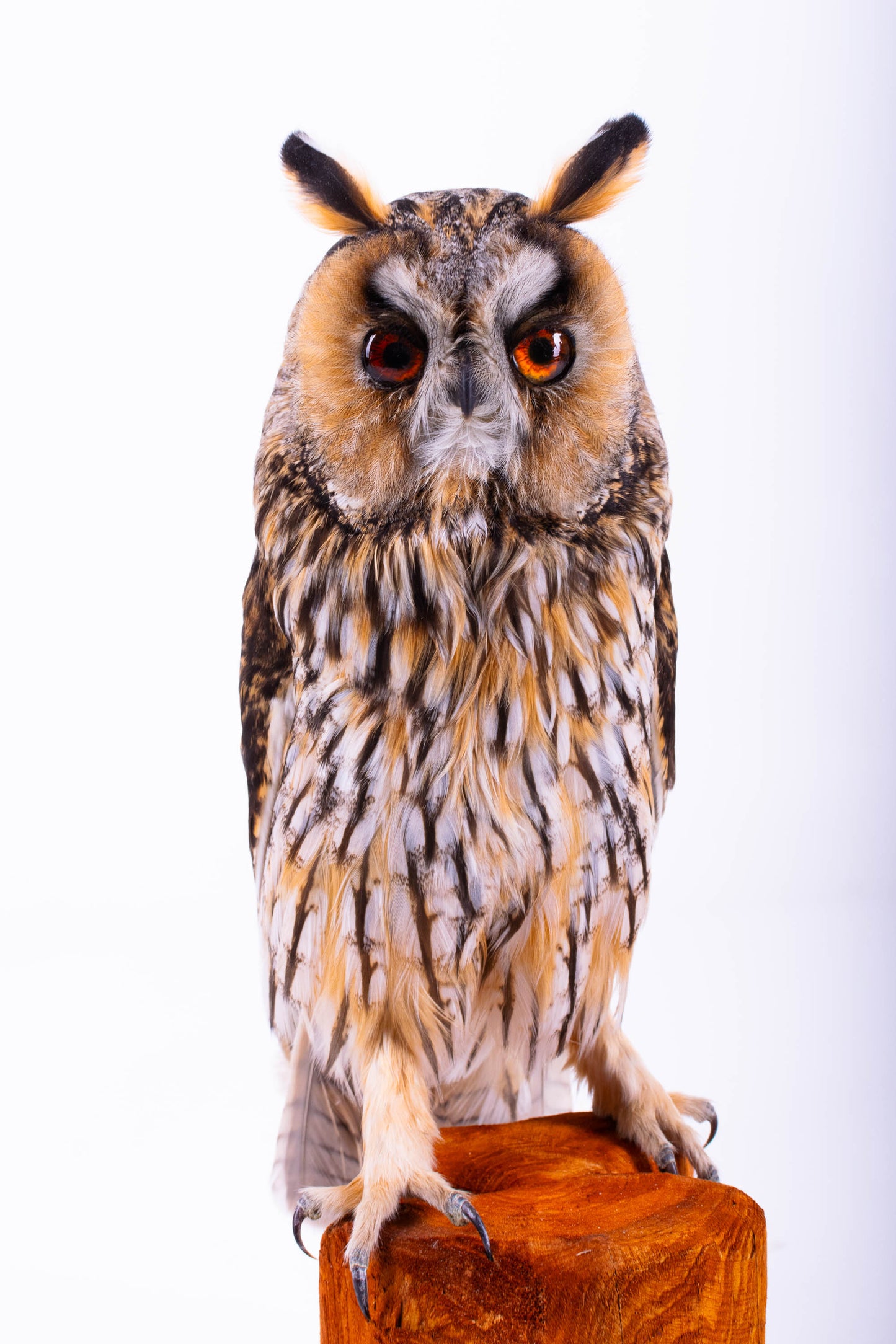 Taxidermy Long-eared Owl Standing Mount