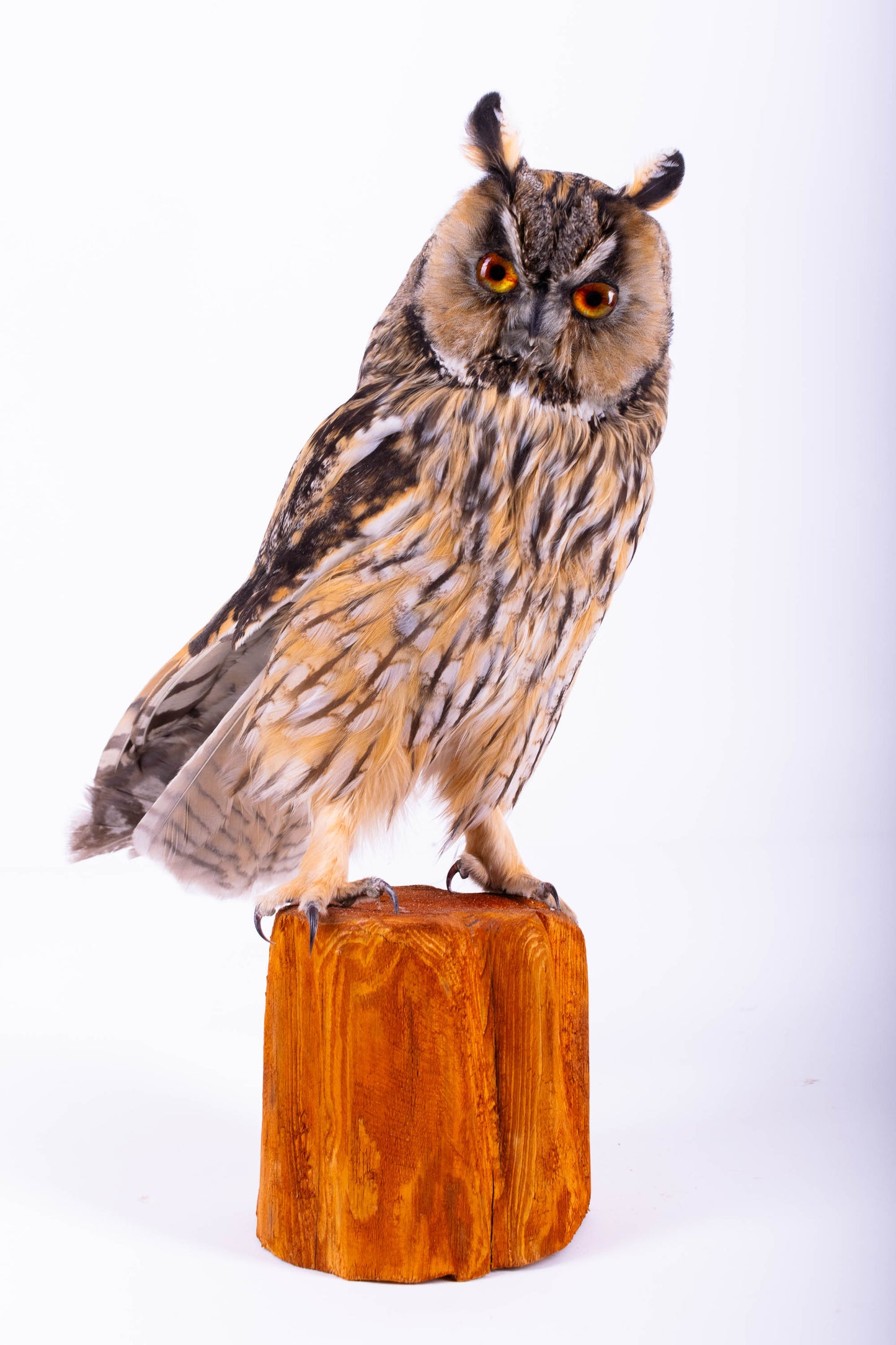 Taxidermy Standing Mount Owl