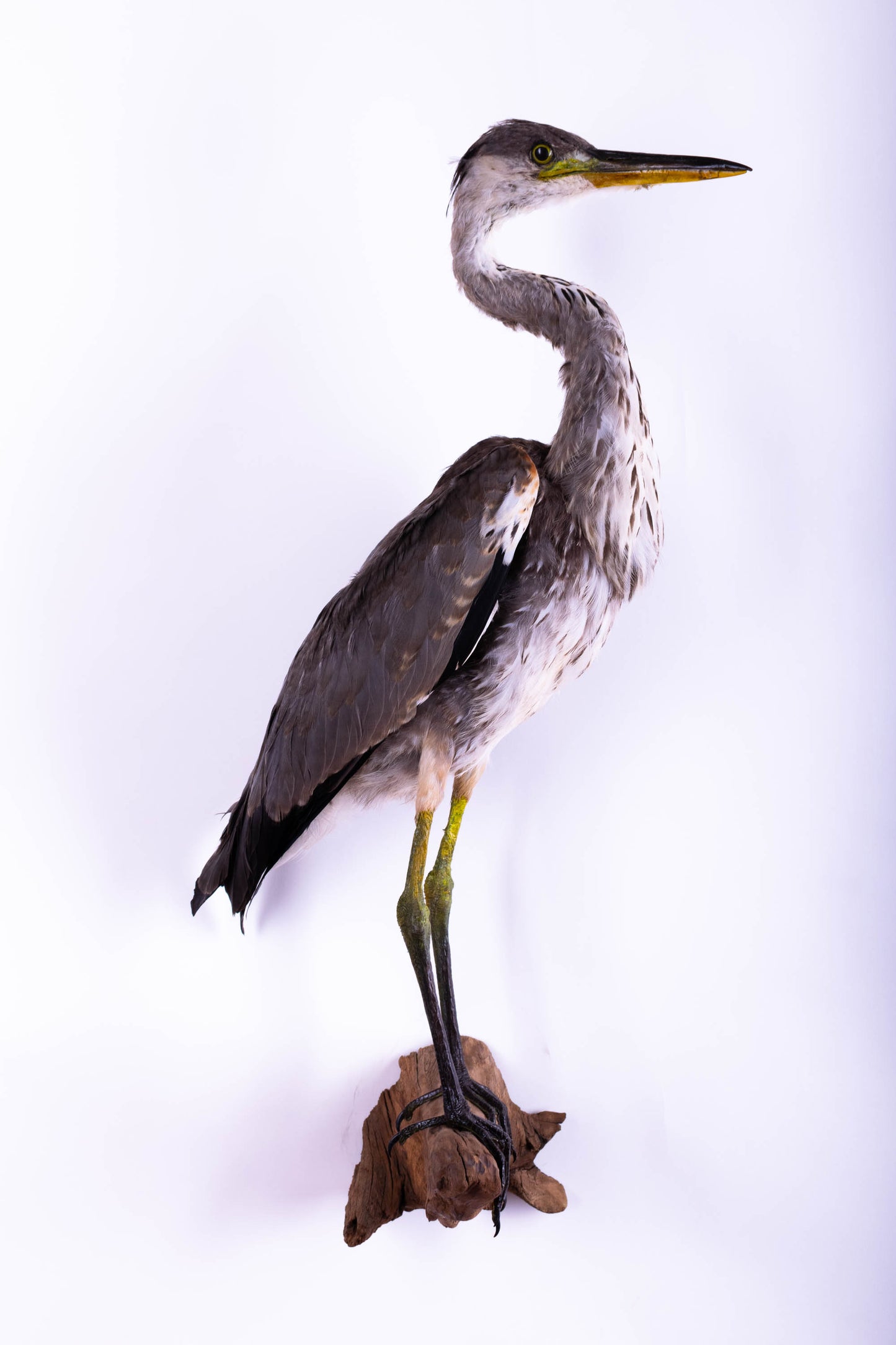 Grey Heron Taxidermy Wall Mount For Sale