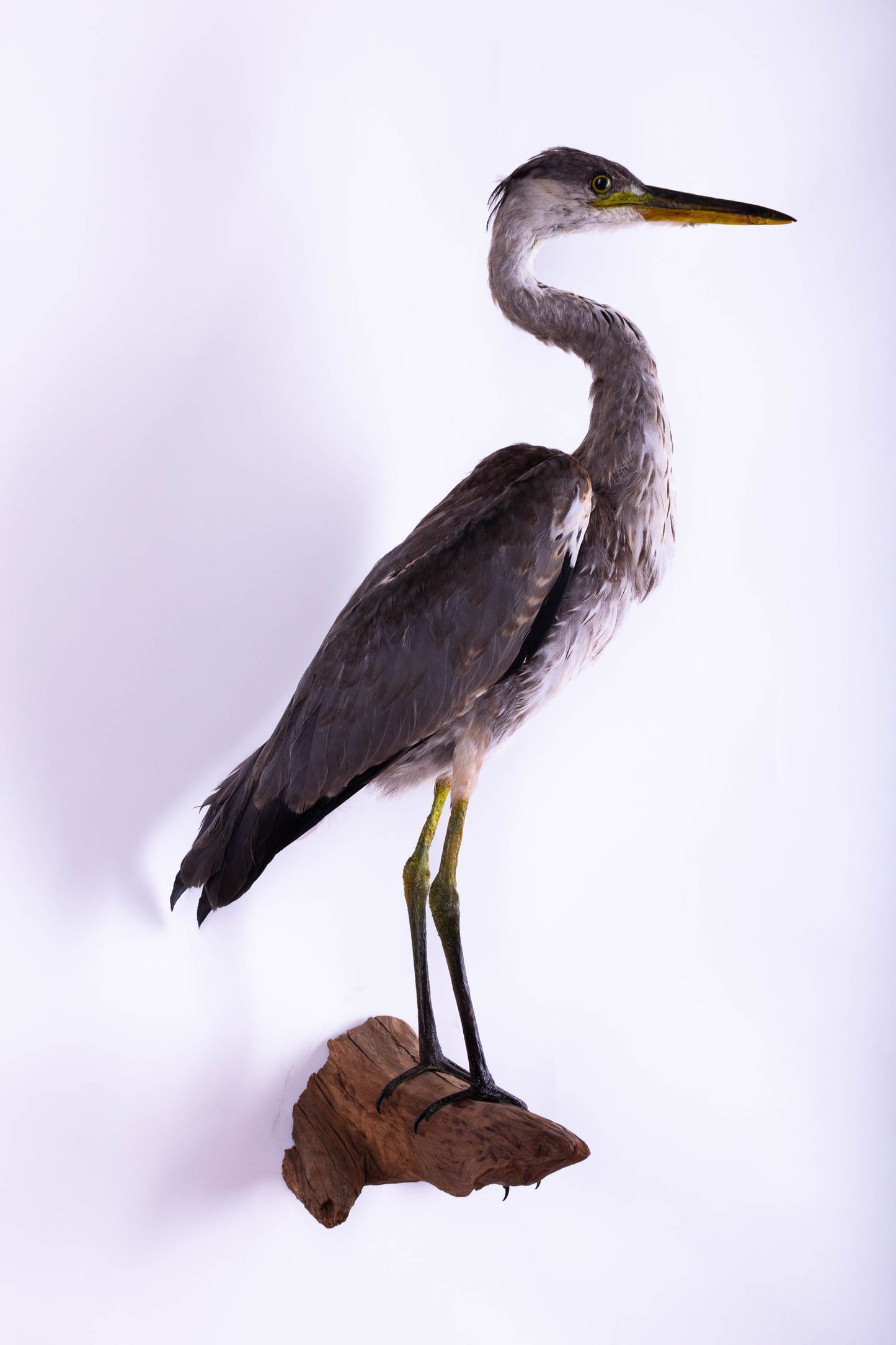 Grey Heron Taxidermy Wall Mount For Sale