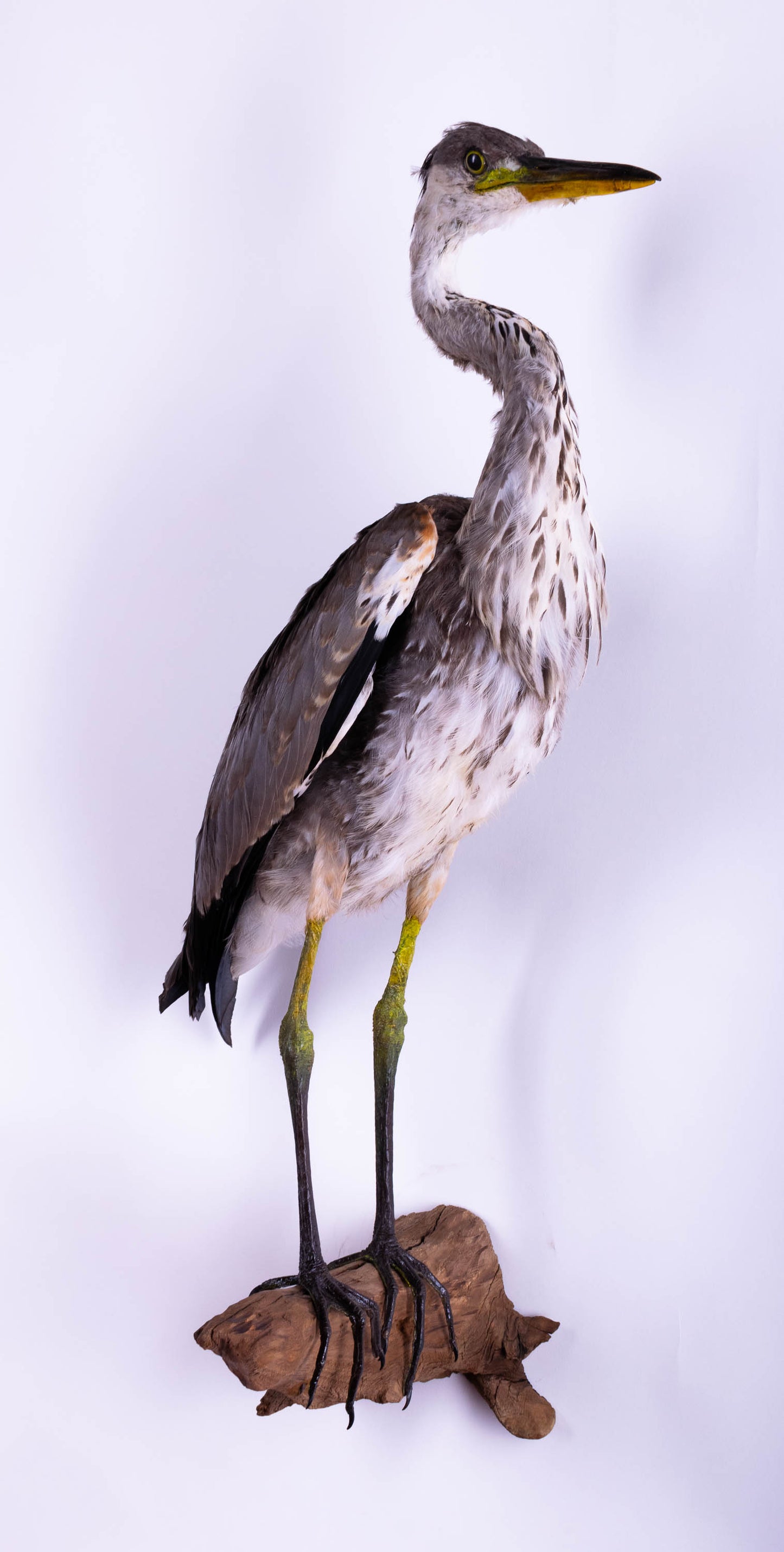 Grey Heron Taxidermy Wall Mount For Sale