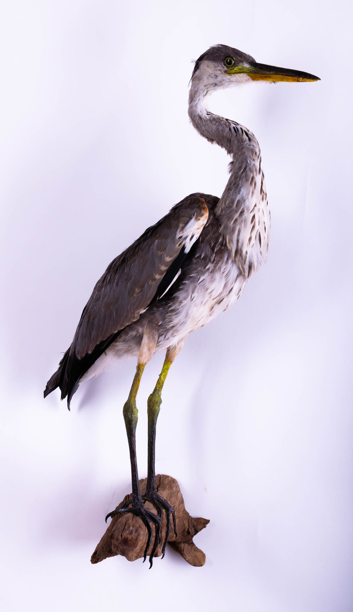 Grey Heron Taxidermy Wall Mount For Sale
