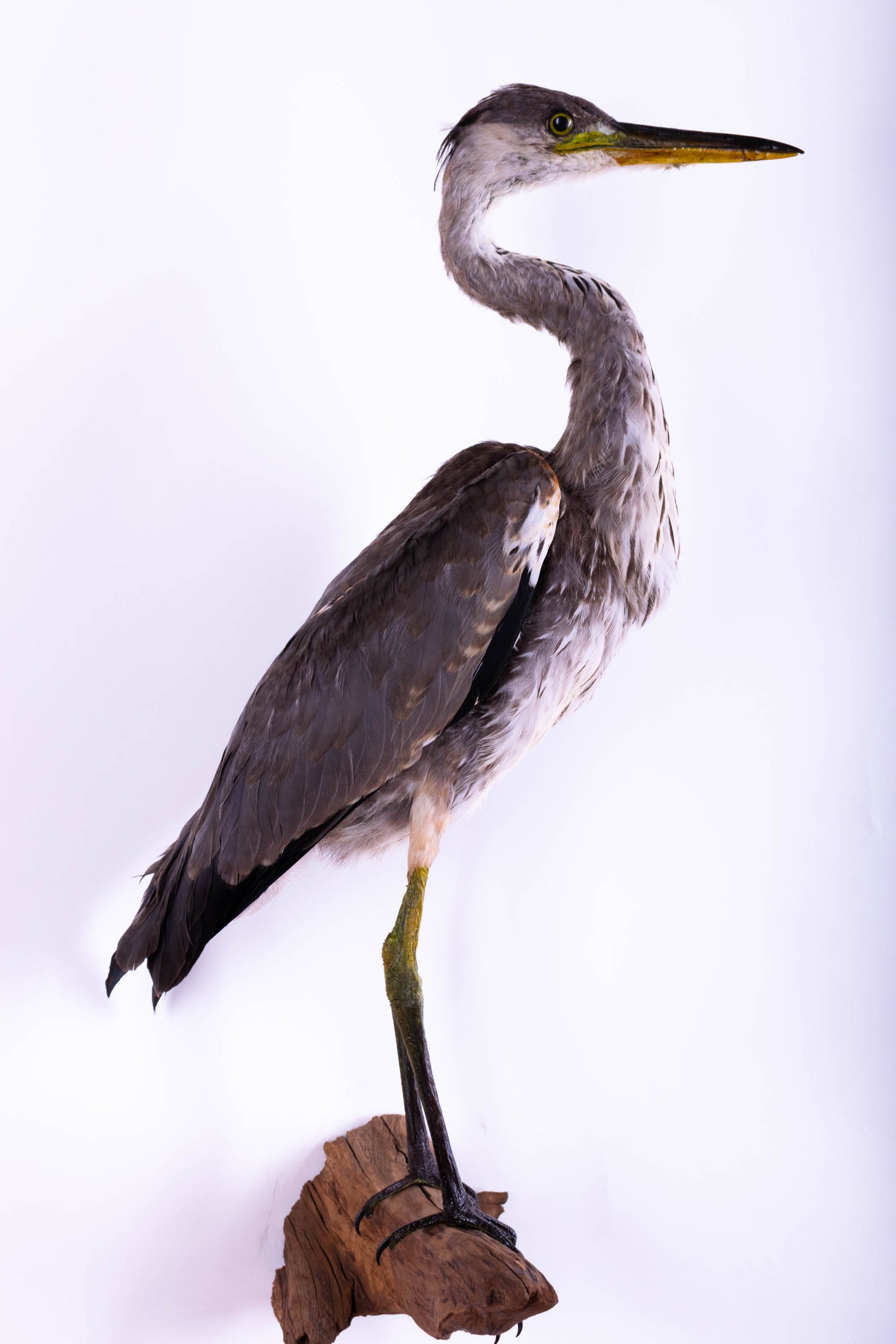 Grey Heron Taxidermy Wall Mount For Sale