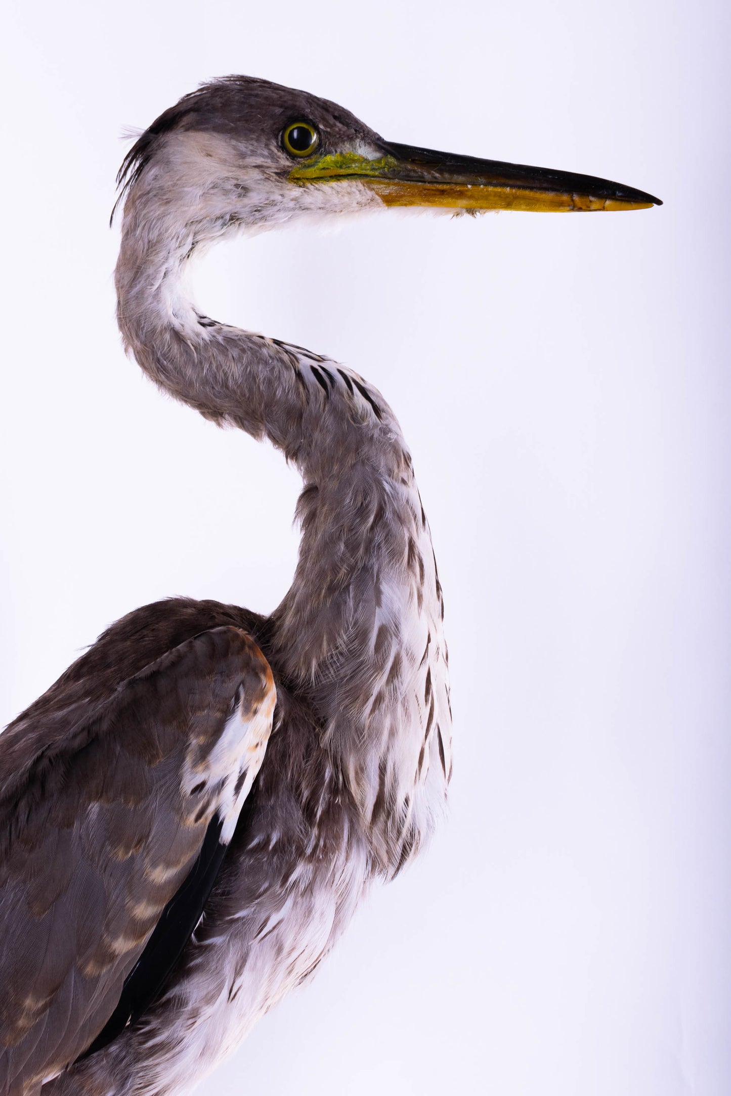 Grey Heron Taxidermy Wall Mount For Sale