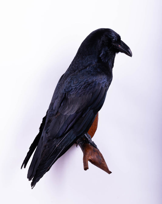 Raven Taxidermy Wall Mount For Sale