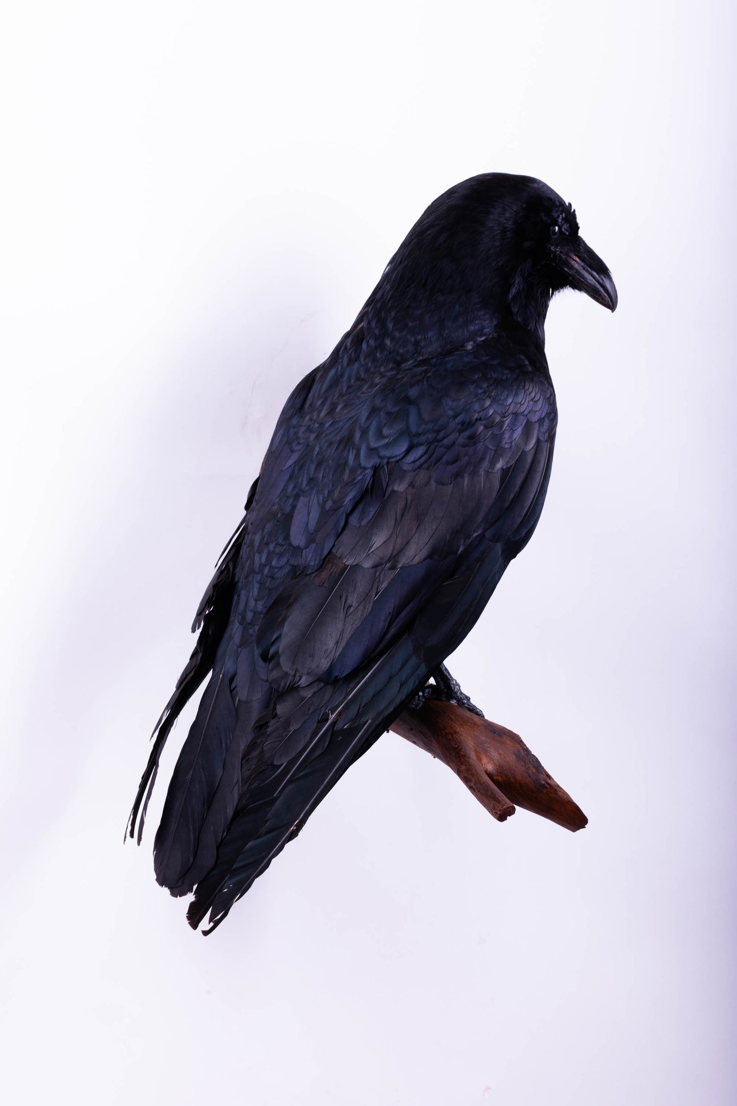 Raven Taxidermy Wall Mount For Sale