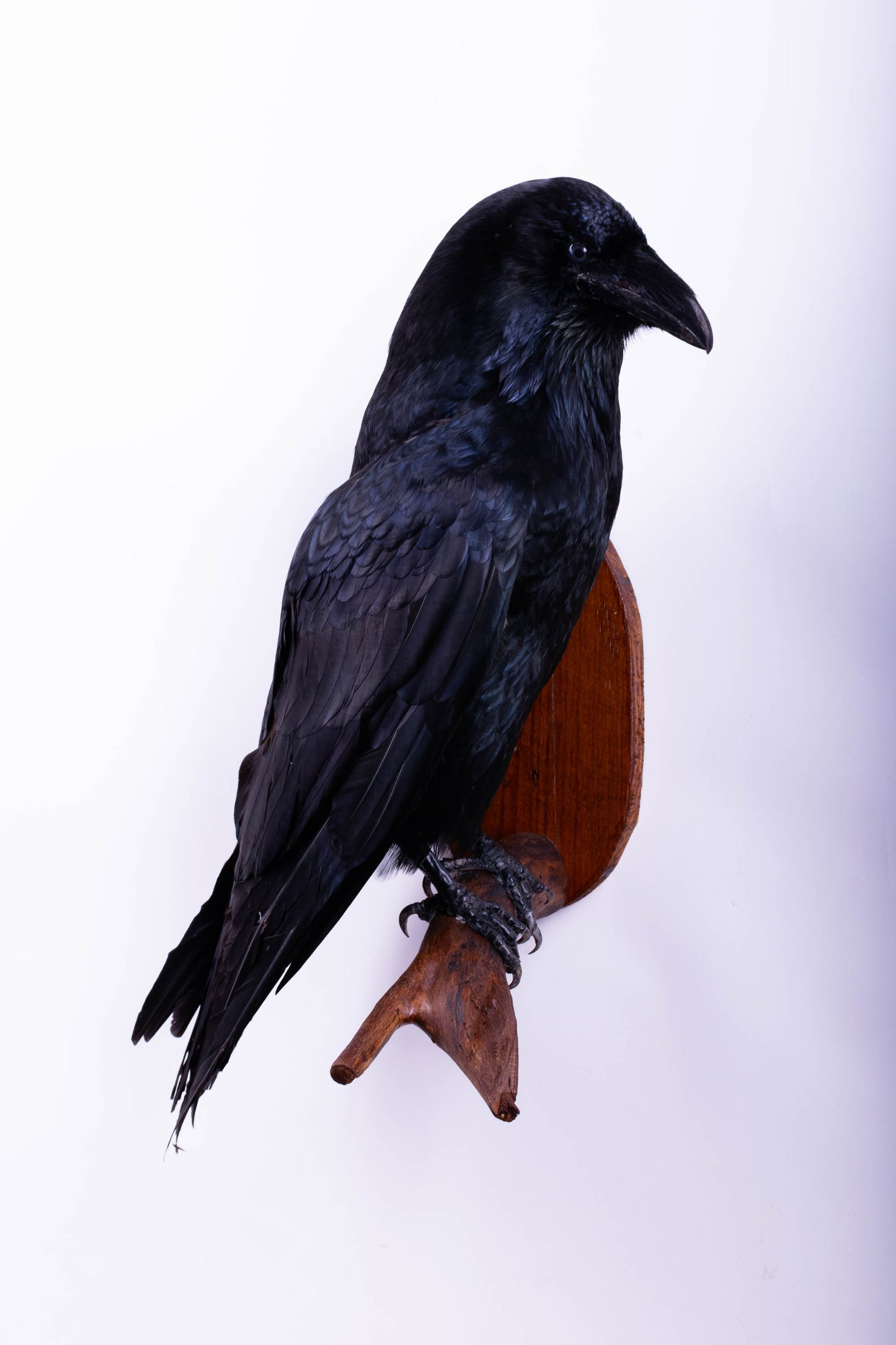 Raven Taxidermy Wall Mount For Sale