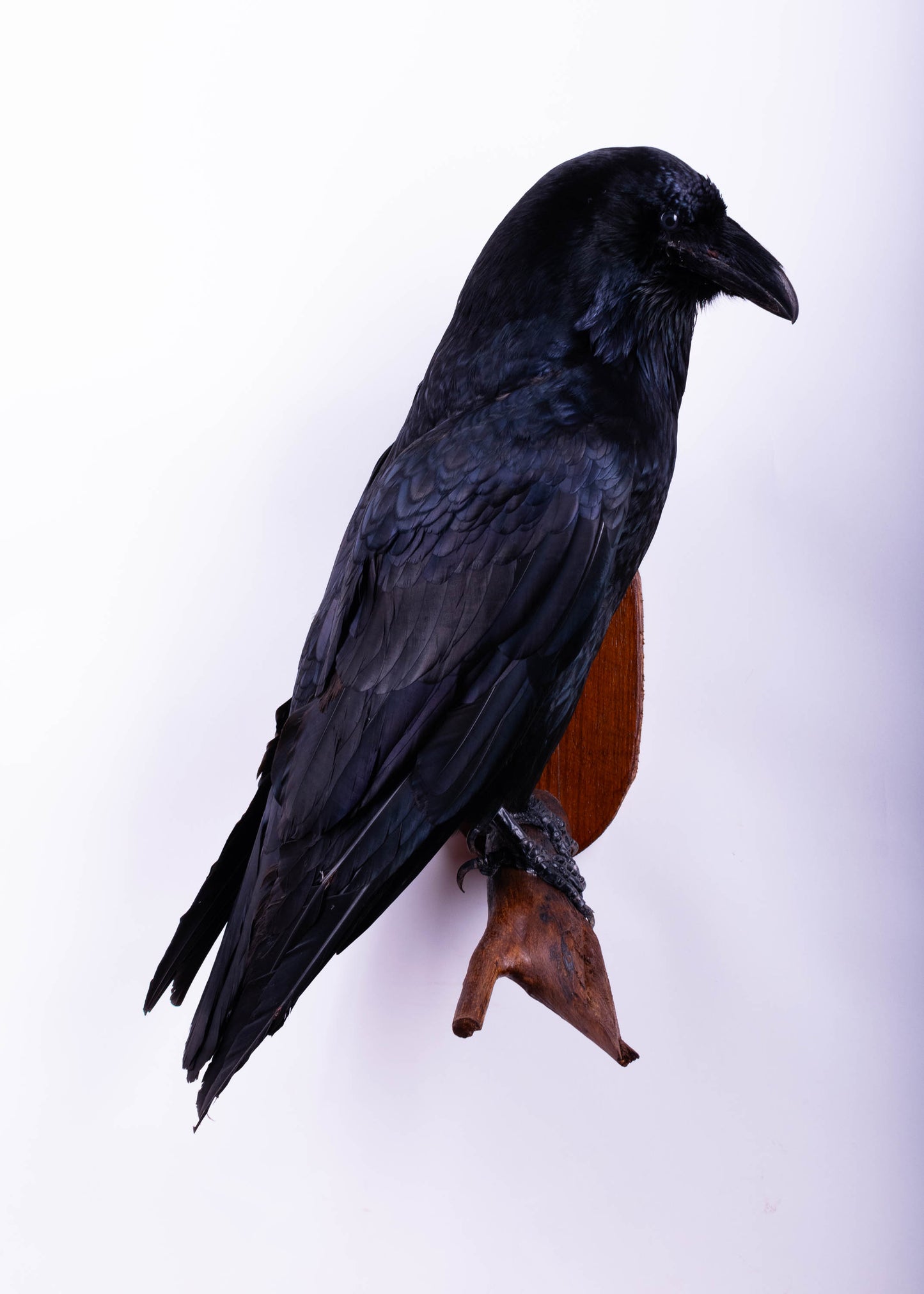 Raven Taxidermy Wall Mount For Sale