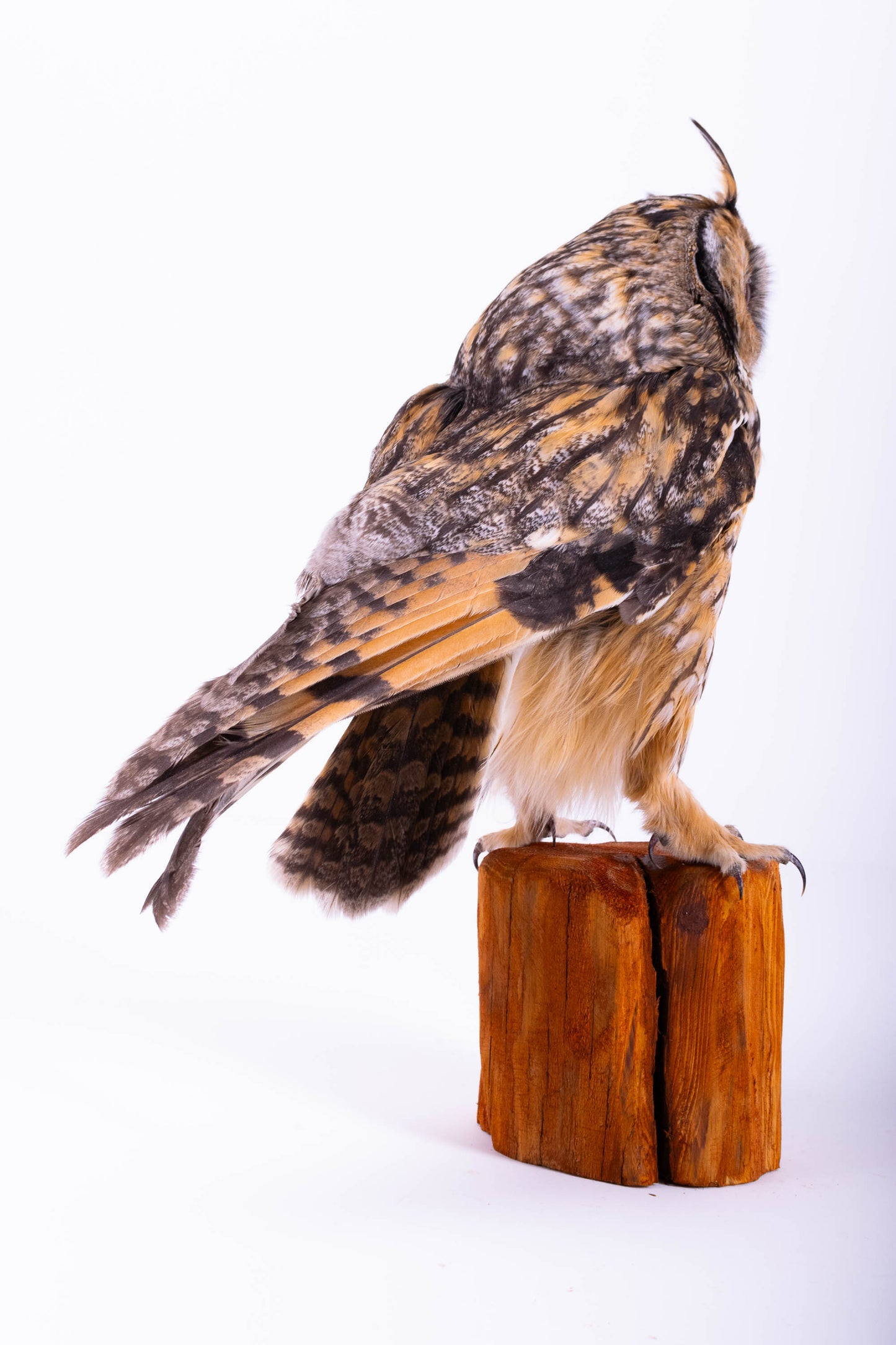 Taxidermy Standing Mount Owl