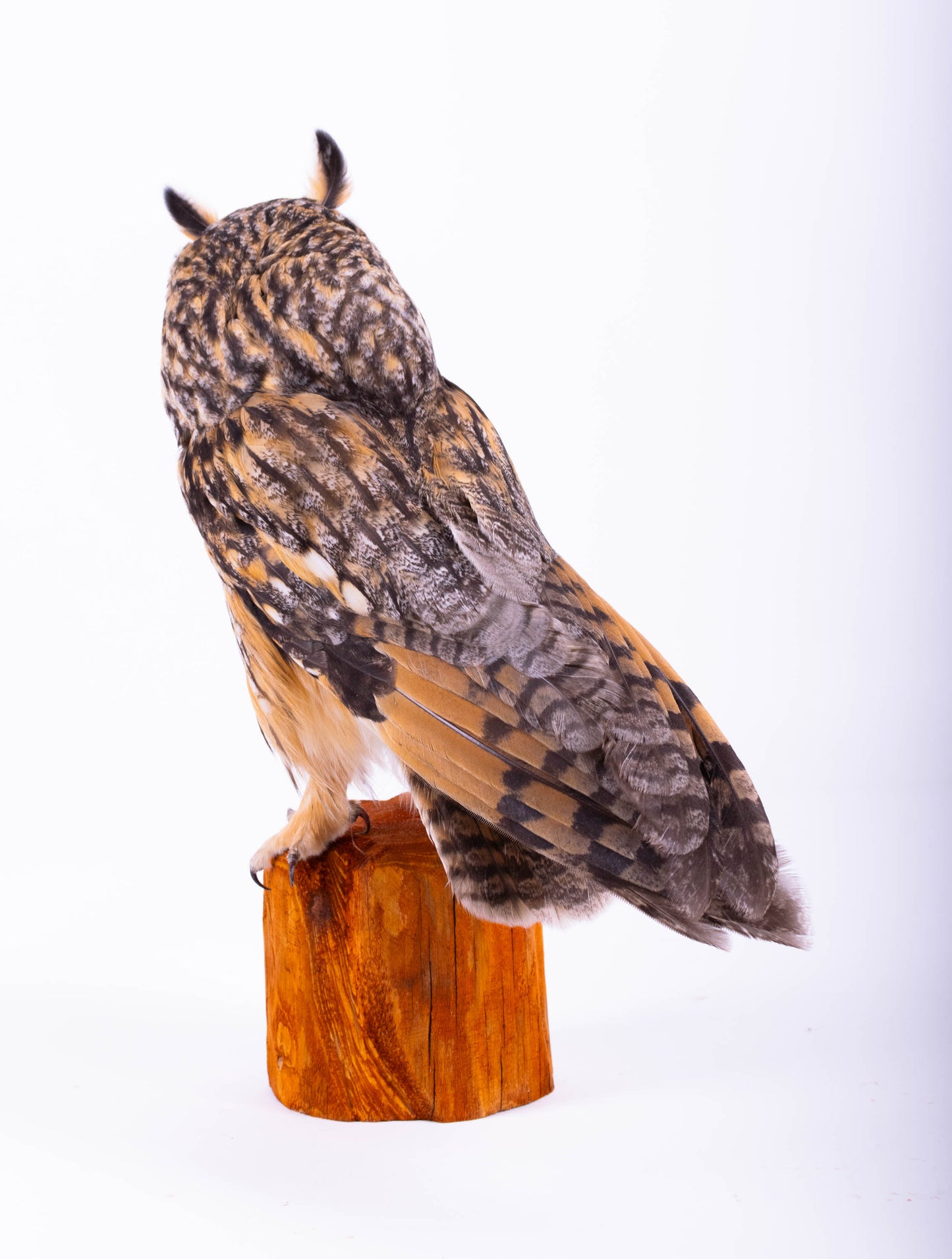 Taxidermy Standing Mount Owl