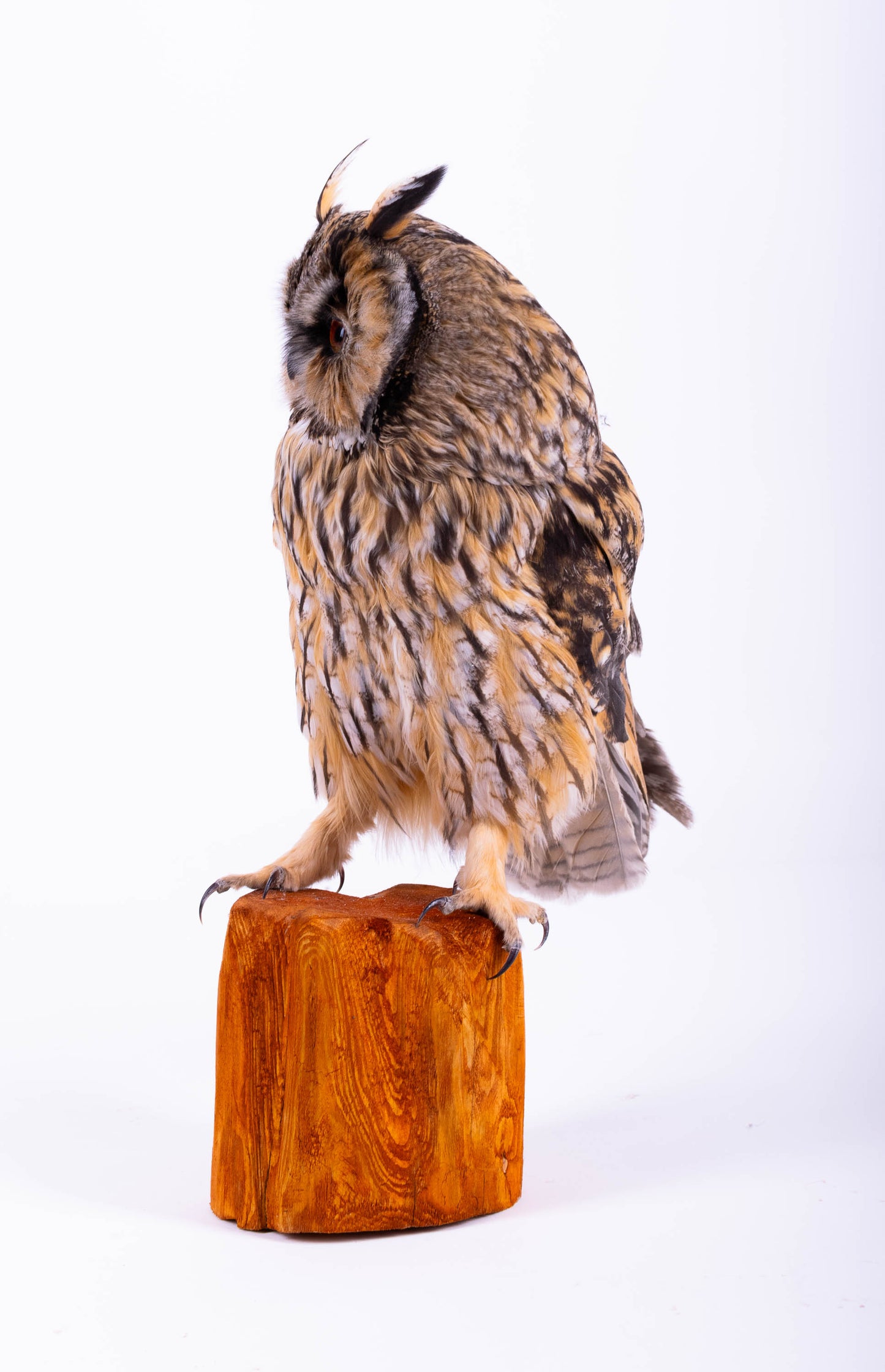 Taxidermy Standing Mount Owl