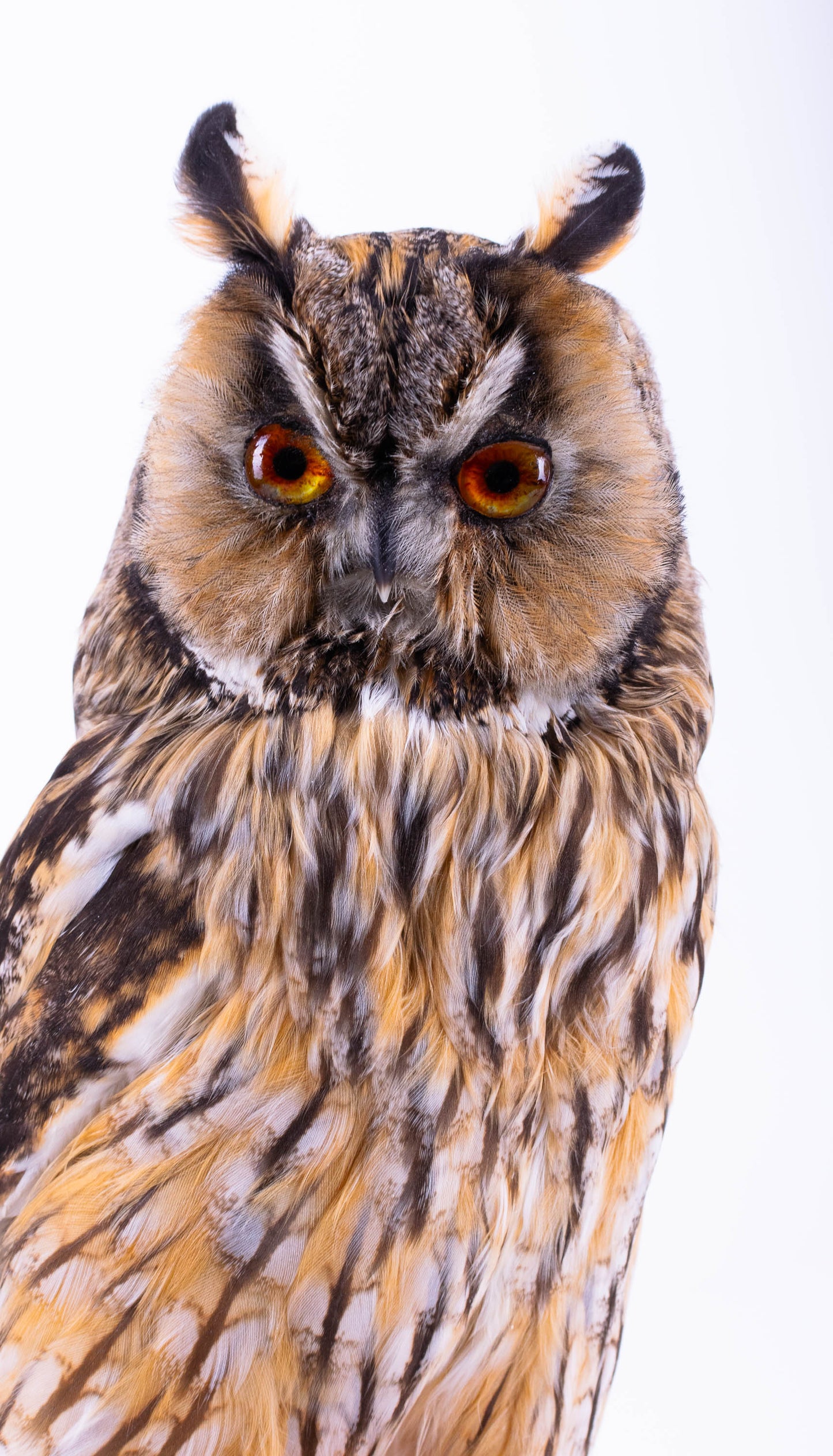 Taxidermy Standing Mount Owl