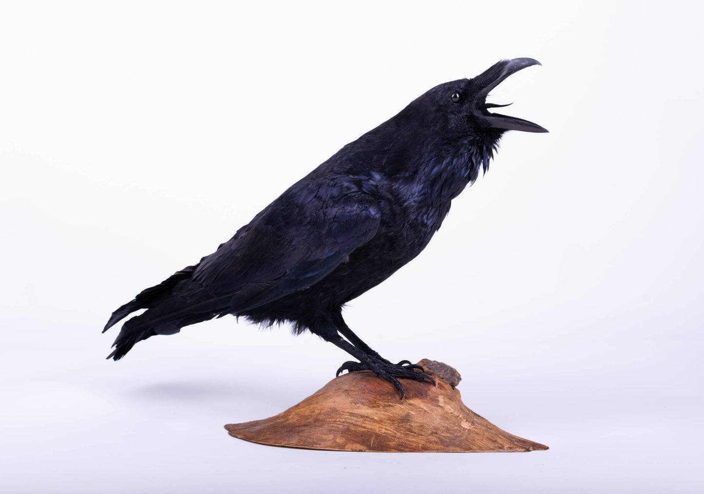 Raven Taxidermy Standing Mount For Sale