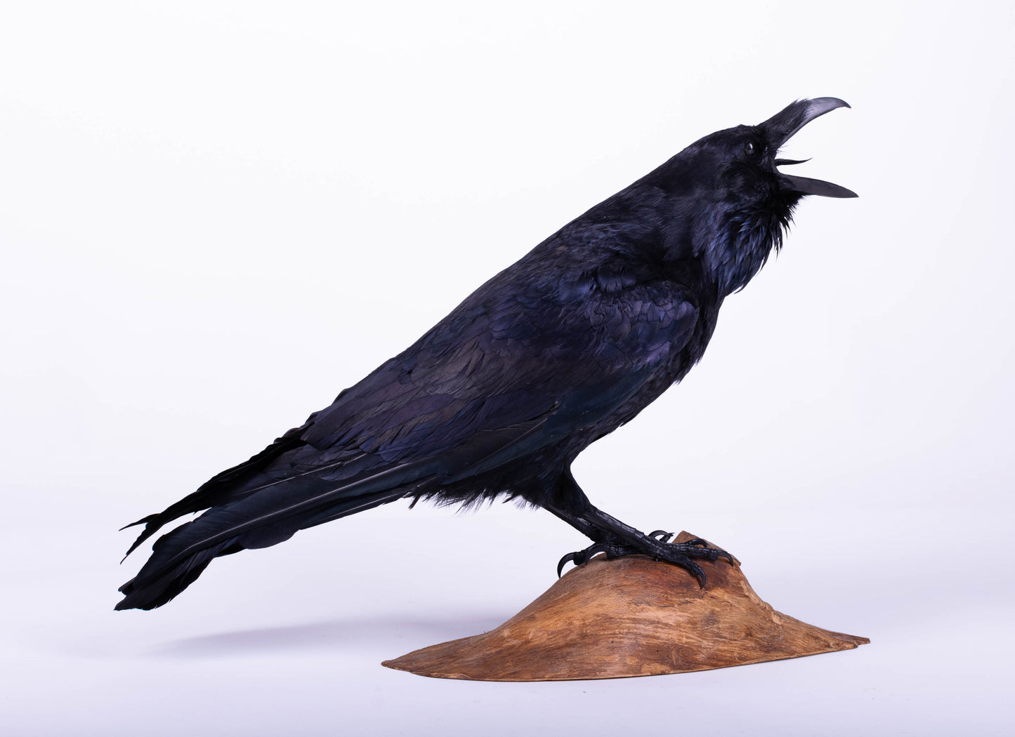 Raven Taxidermy Standing Mount For Sale