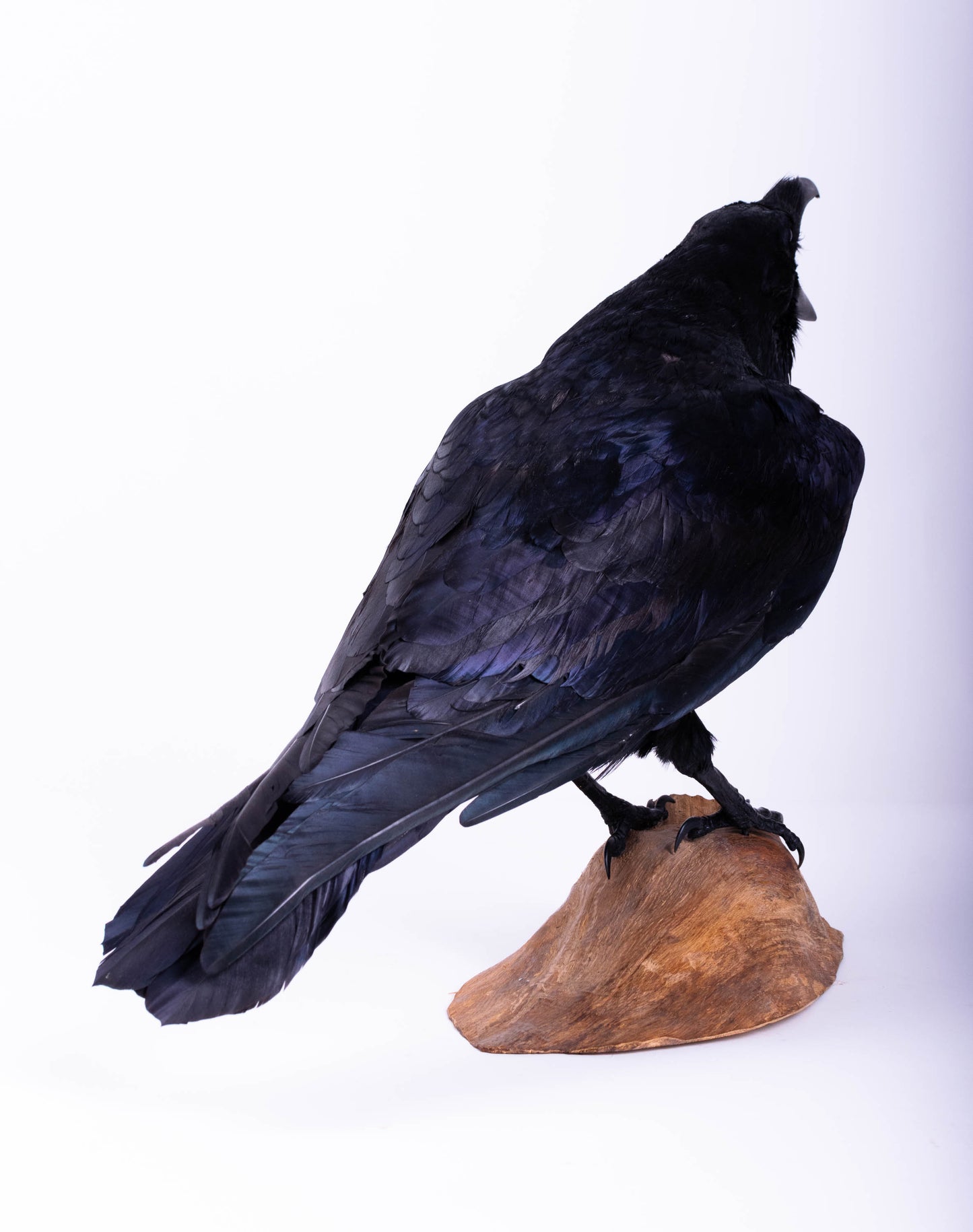 Raven Taxidermy Standing Mount For Sale