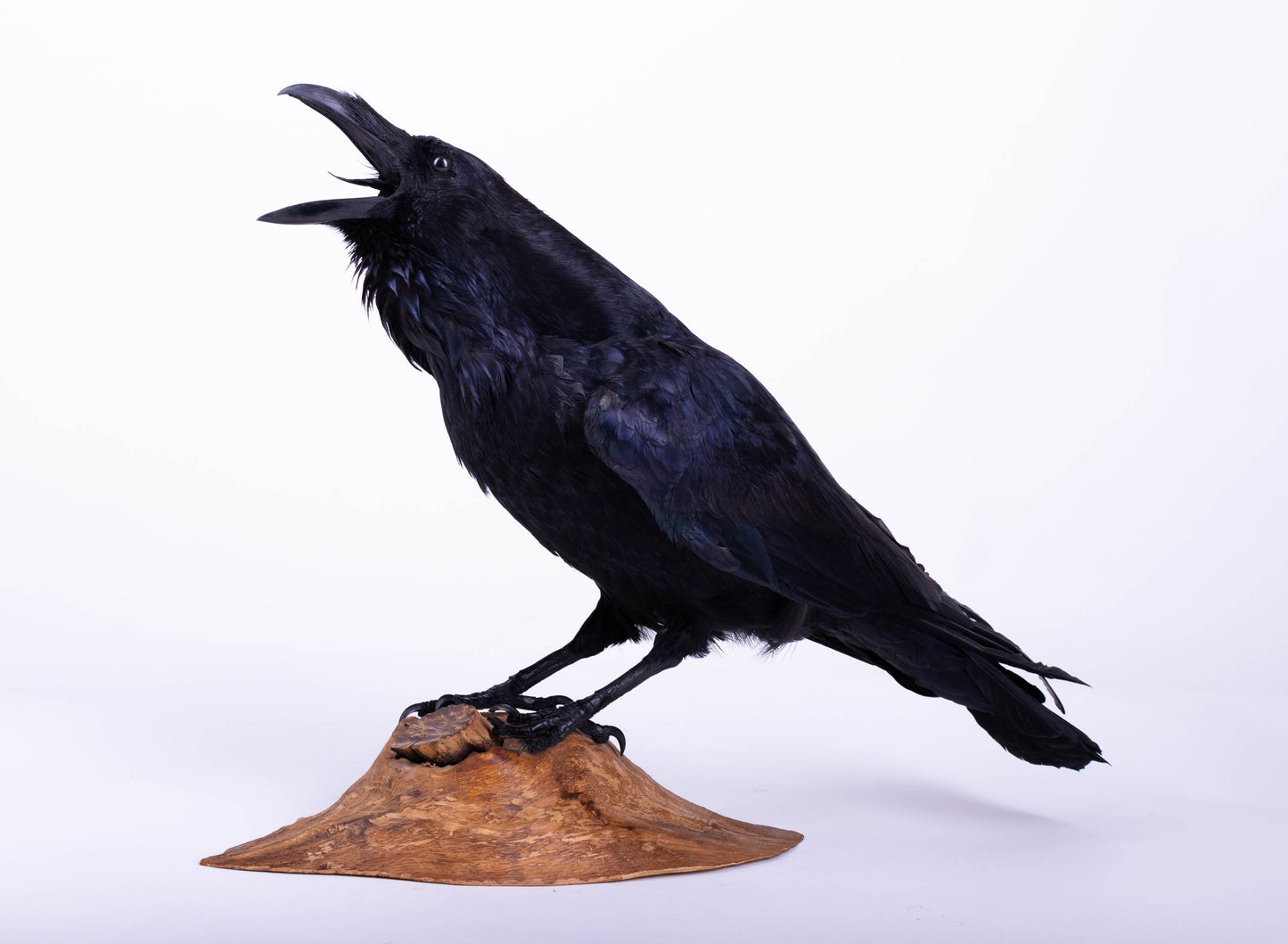 Raven Taxidermy Standing Mount For Sale