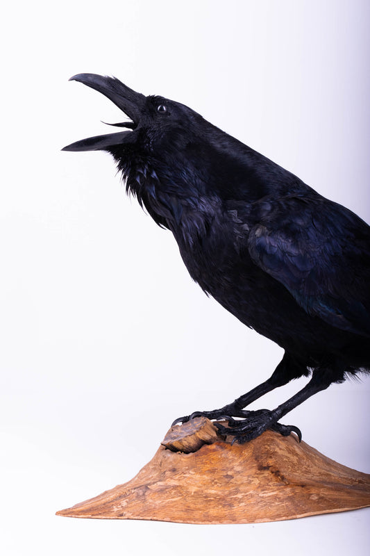 Raven Taxidermy Standing Mount For Sale