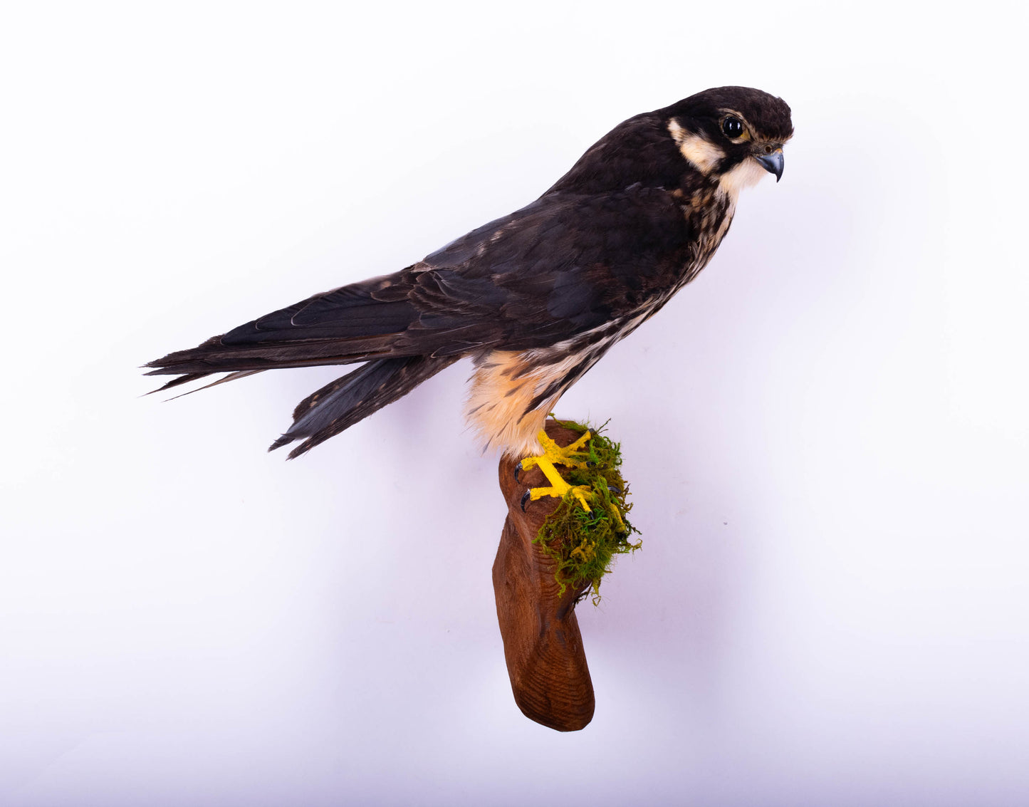 Eurasian hobby Taxidermy Falcon Wall Mount