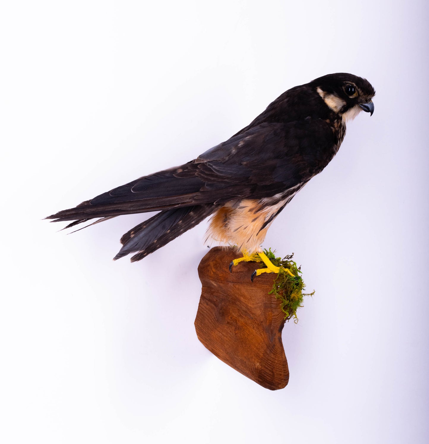 Eurasian hobby Taxidermy Falcon Wall Mount