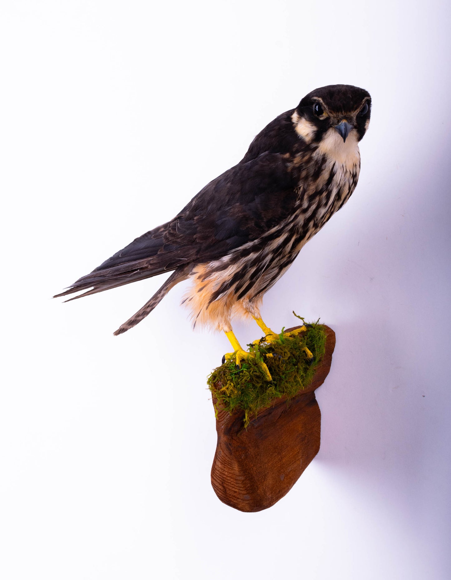 Eurasian hobby Taxidermy Falcon Wall Mount
