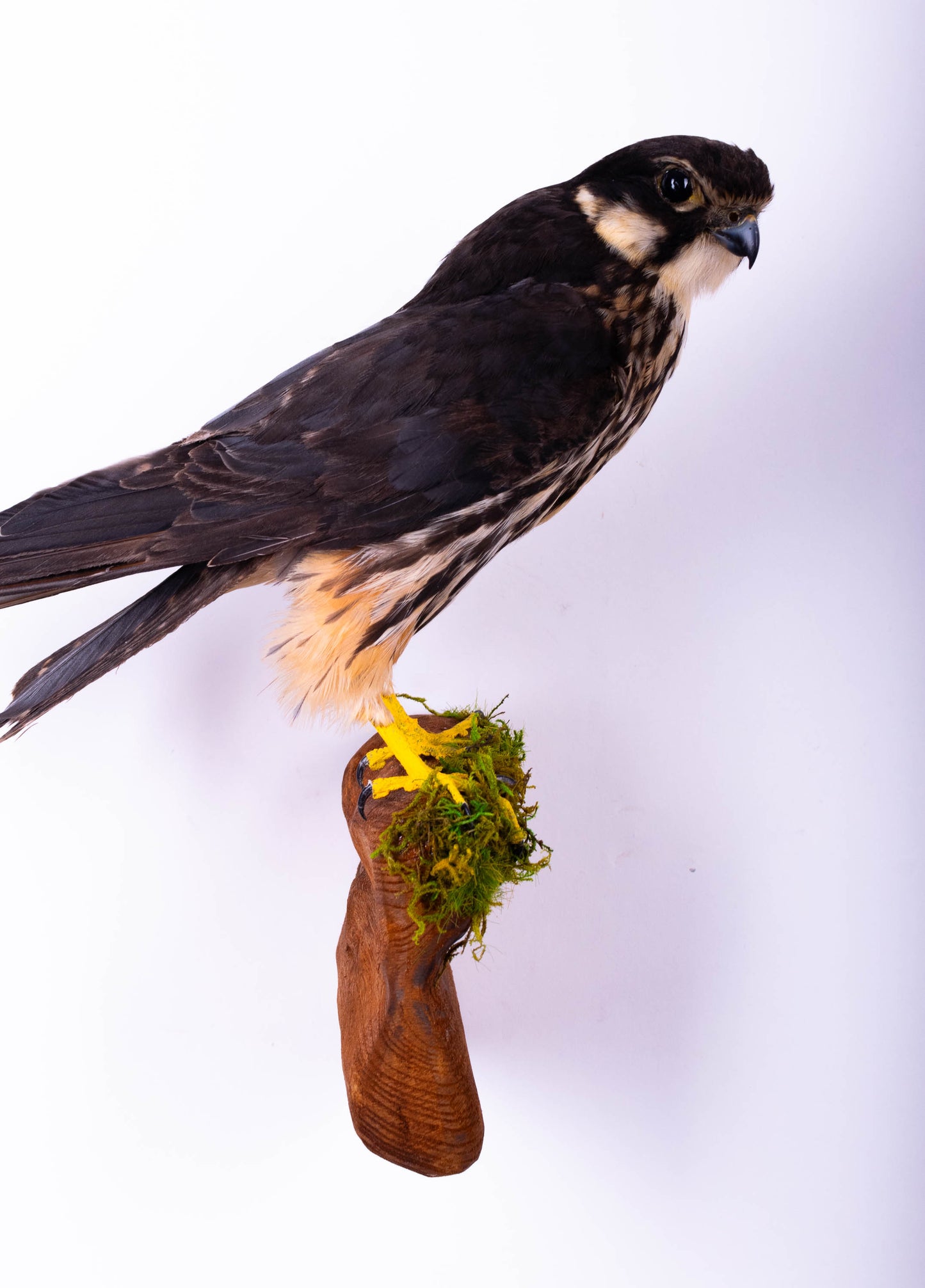 Eurasian hobby Taxidermy Falcon Wall Mount