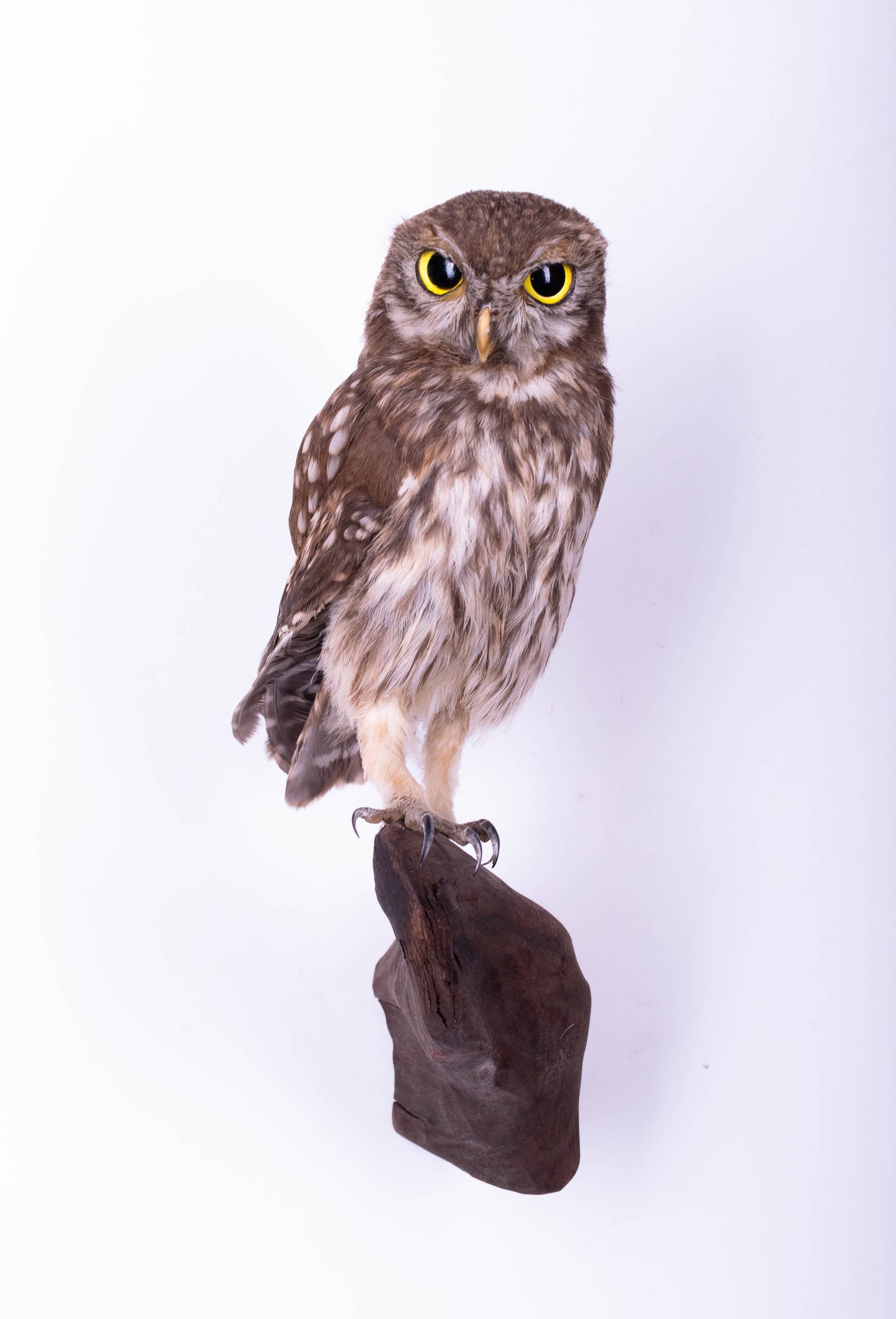 Hibou moyen-duc naturalisé pour fixation murale à vendre