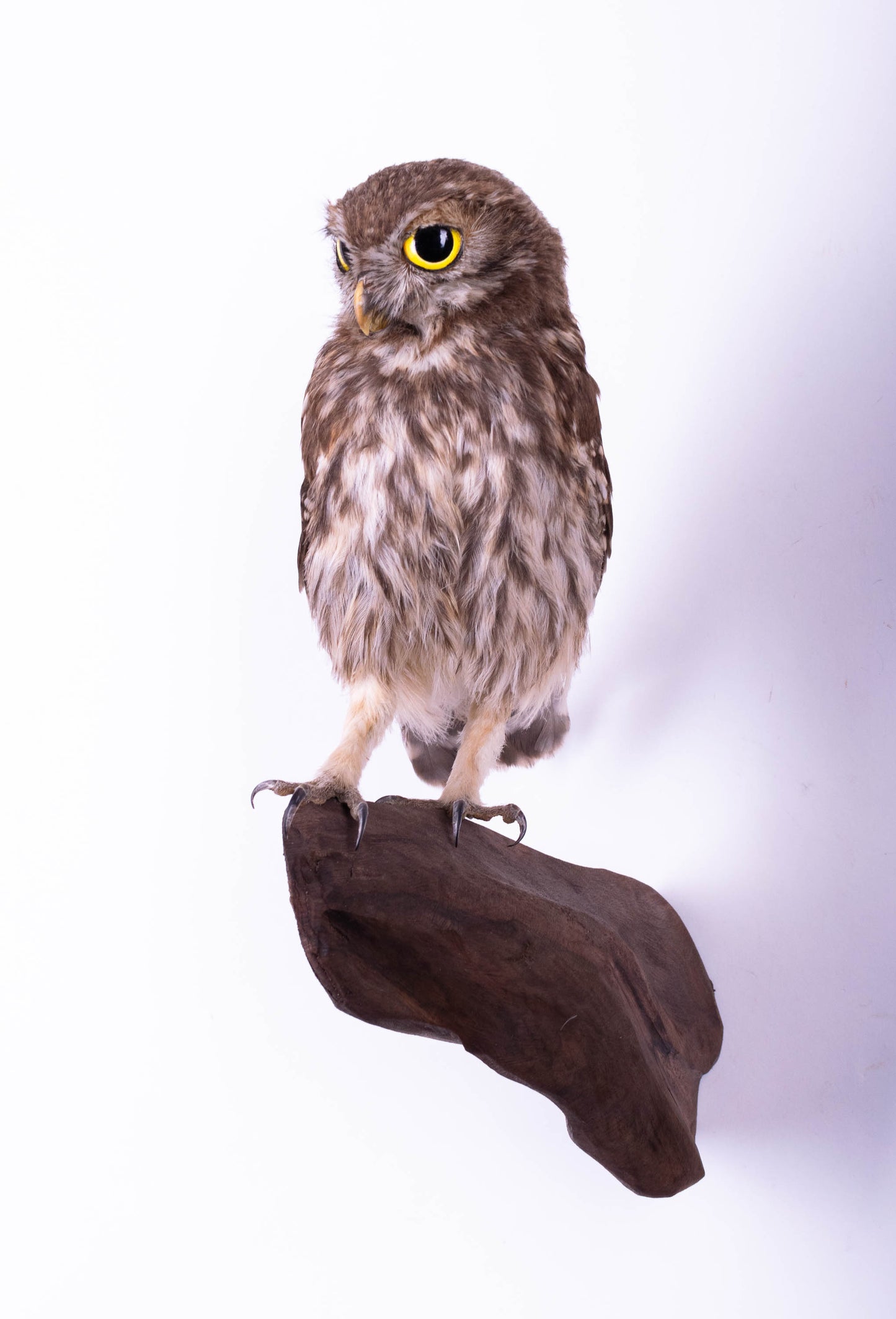 Hibou moyen-duc naturalisé pour fixation murale à vendre