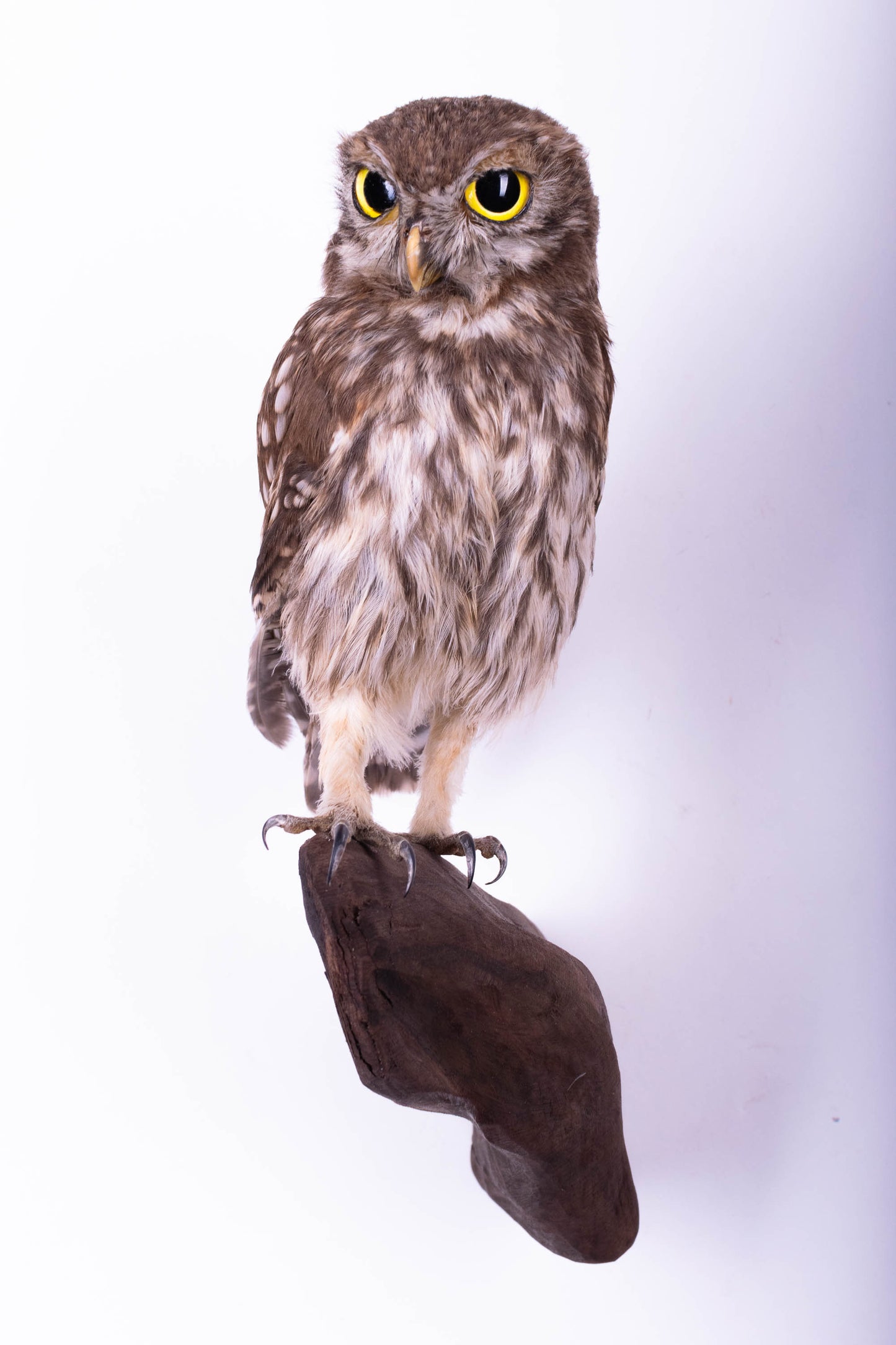 Hibou moyen-duc naturalisé pour fixation murale à vendre