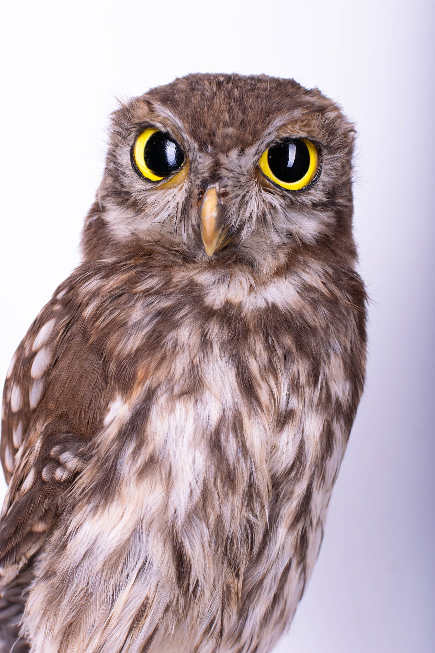 Hibou moyen-duc naturalisé pour fixation murale à vendre