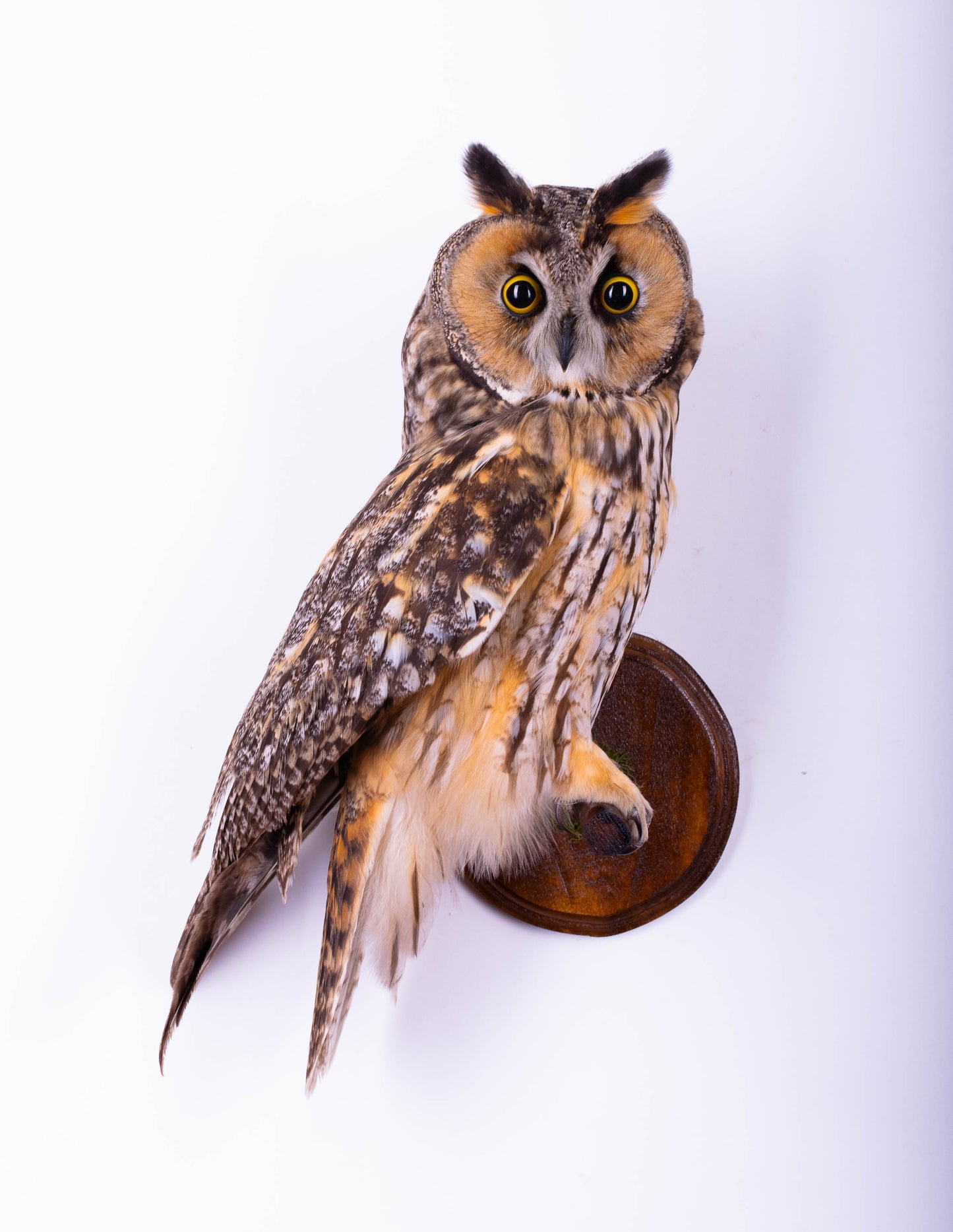 Hibou moyen-duc naturalisé pour fixation murale à vendre