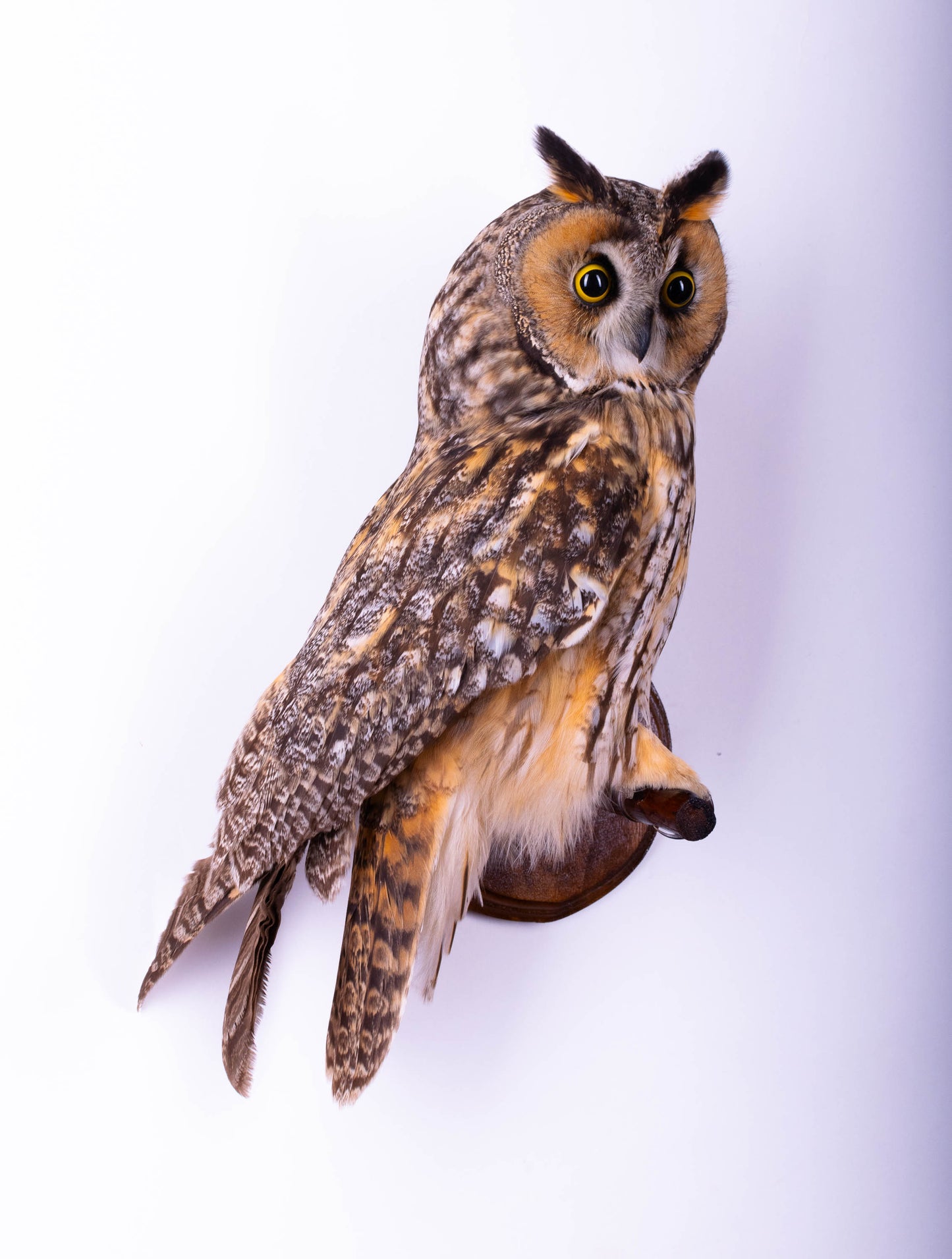 Hibou moyen-duc naturalisé pour fixation murale à vendre