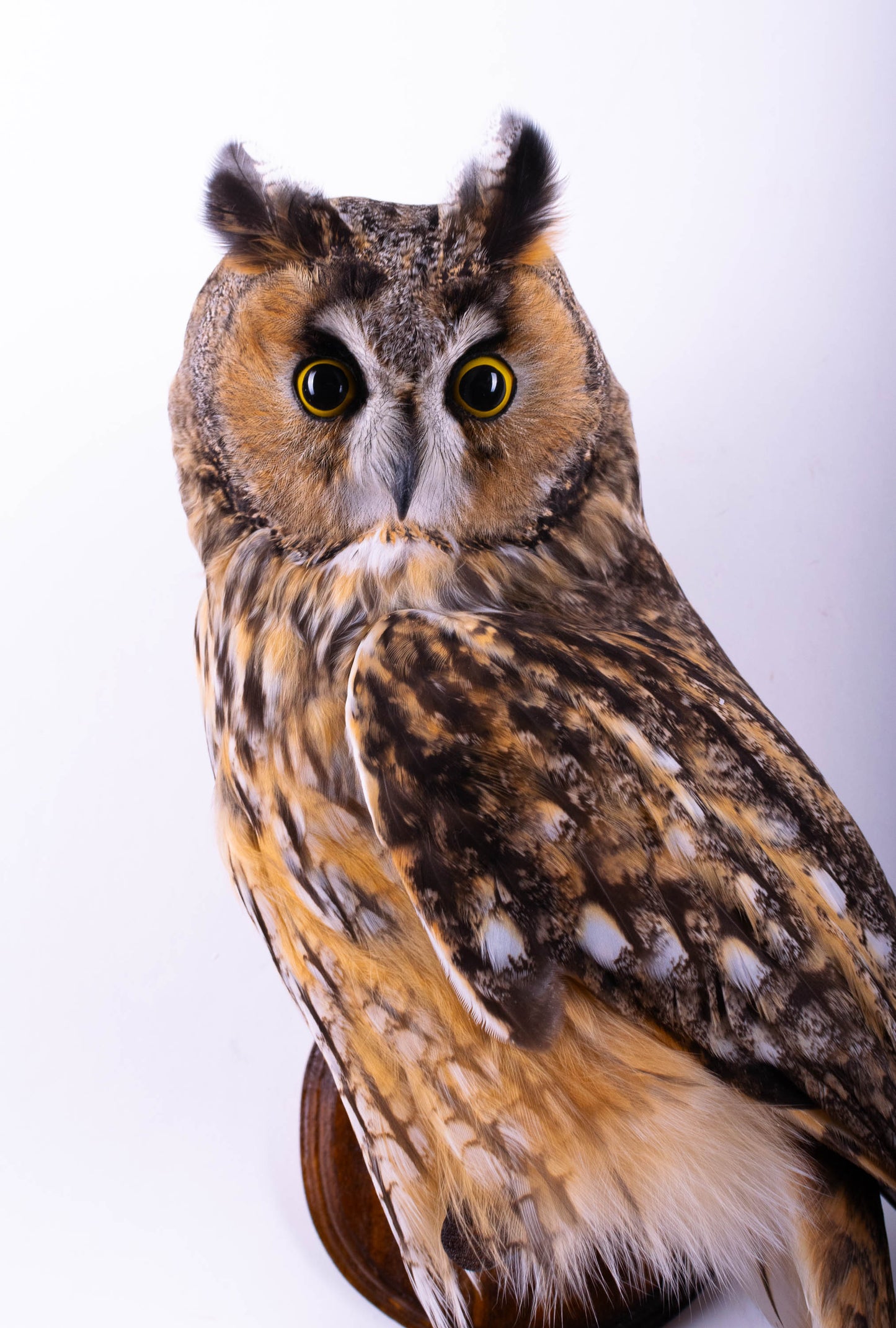 Hibou moyen-duc naturalisé pour fixation murale à vendre
