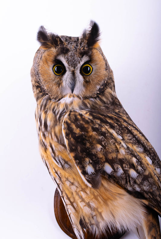 Taxidermy Wall Mount  Long-eared Owl