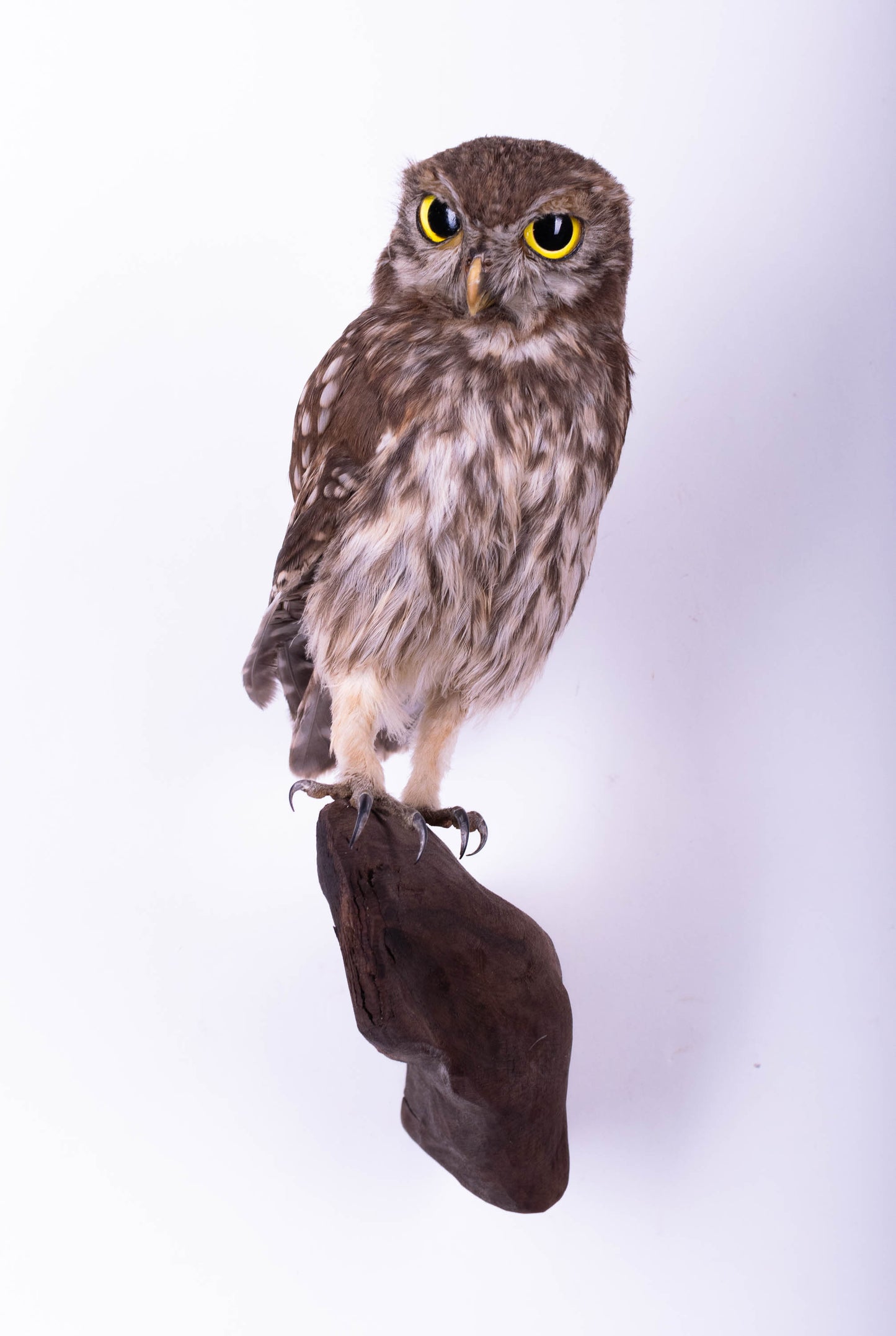 Hibou moyen-duc naturalisé pour fixation murale à vendre