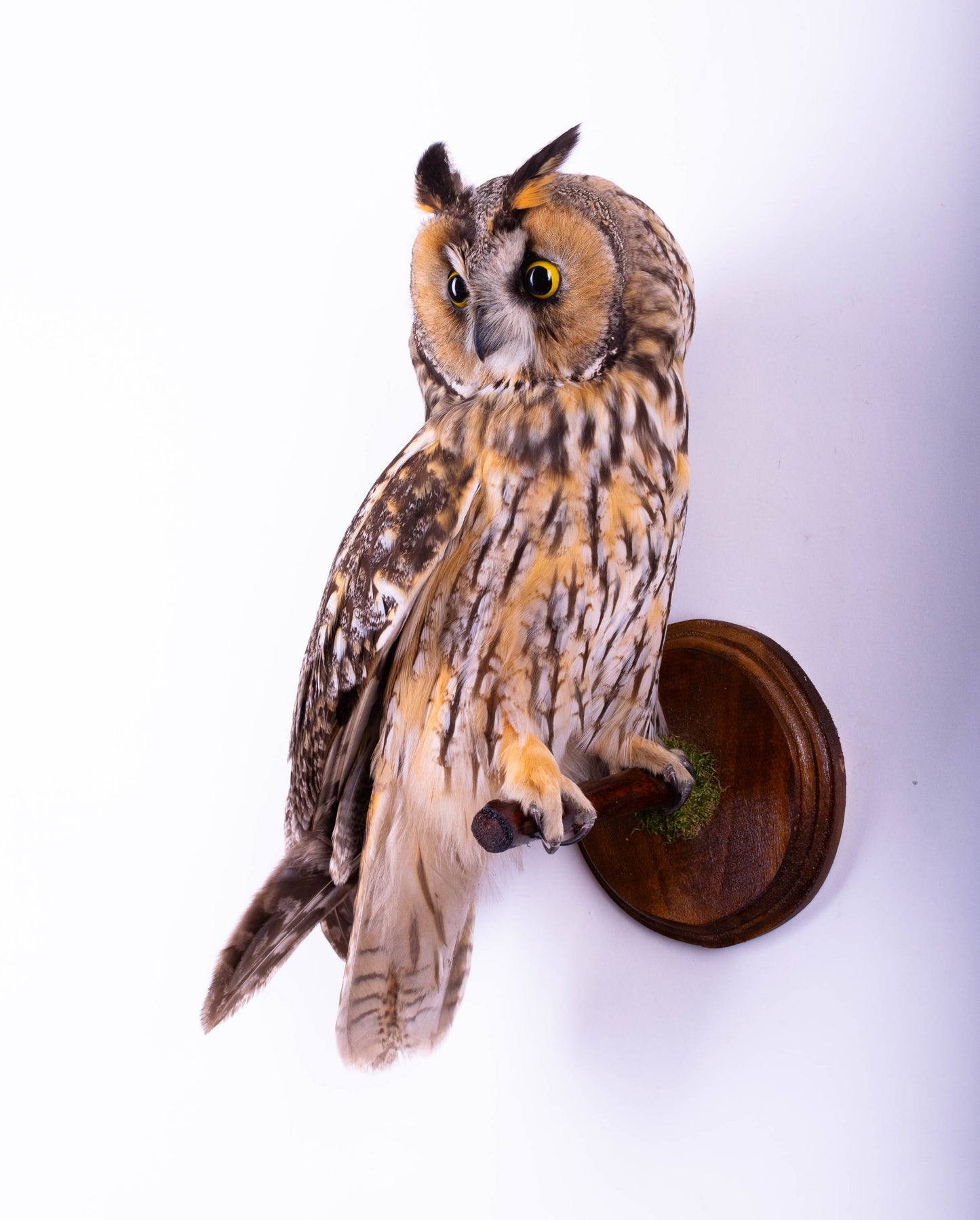 Hibou moyen-duc naturalisé pour fixation murale à vendre
