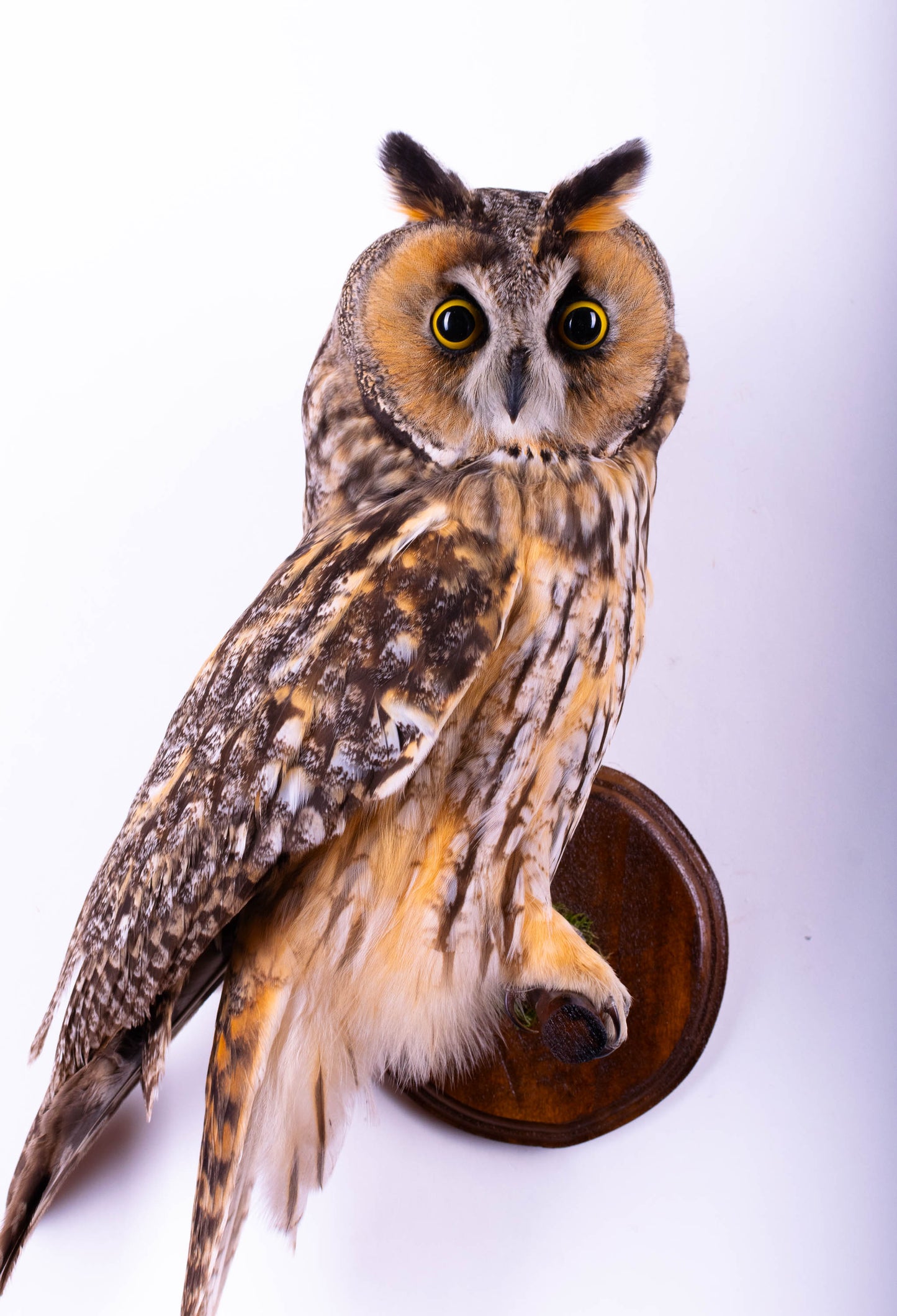 Hibou moyen-duc naturalisé pour fixation murale à vendre