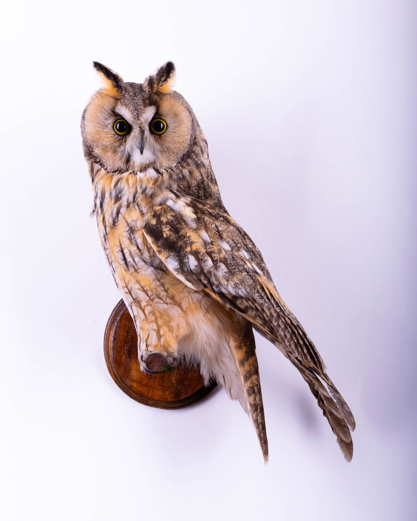 Hibou moyen-duc naturalisé pour fixation murale à vendre