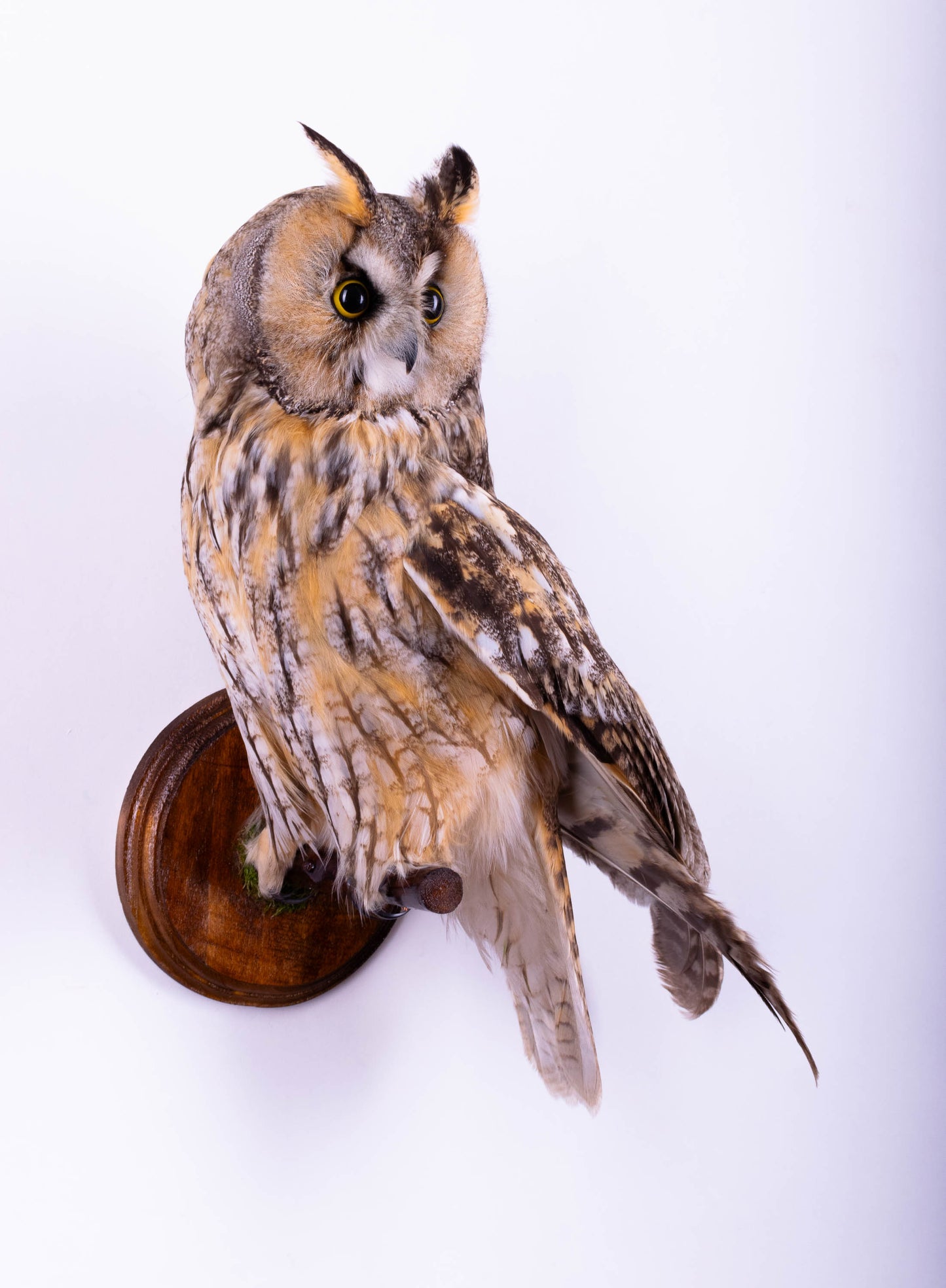 Hibou moyen-duc naturalisé pour fixation murale à vendre