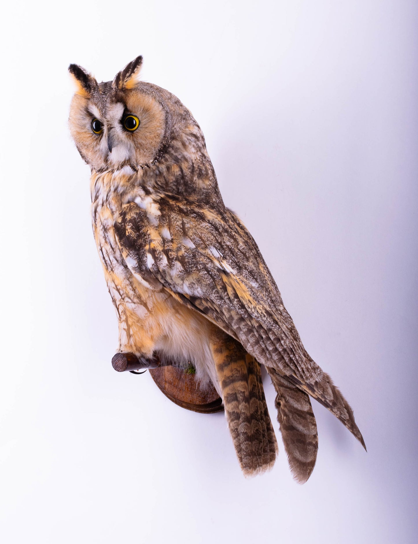 Hibou moyen-duc naturalisé pour fixation murale à vendre