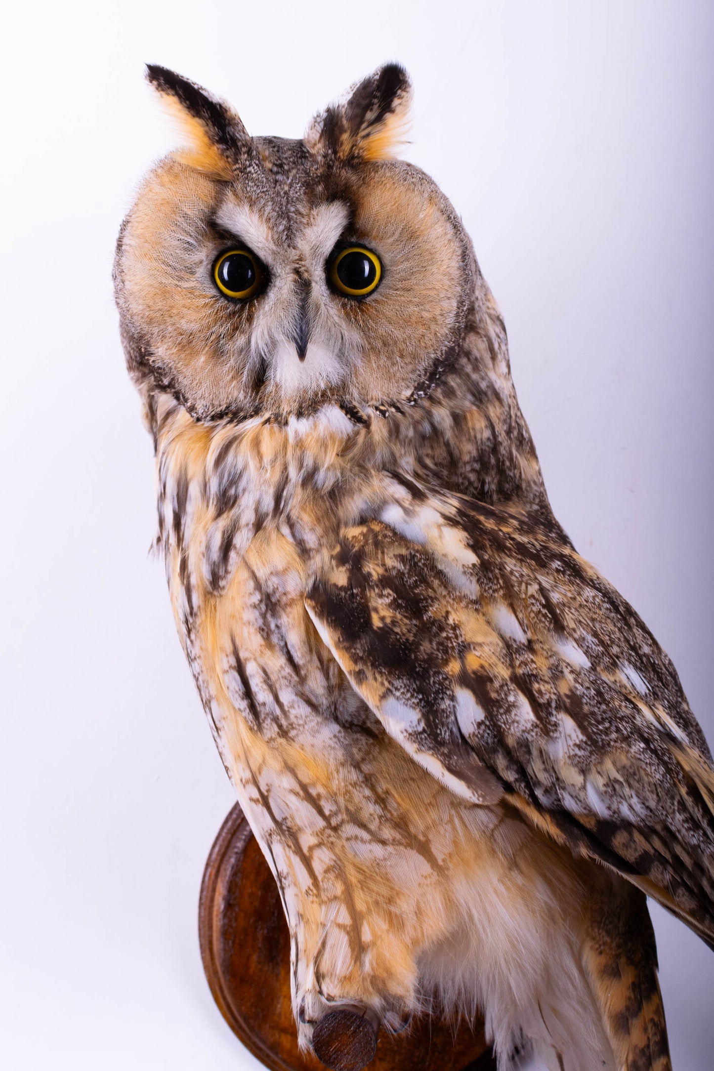 Hibou moyen-duc naturalisé pour fixation murale à vendre