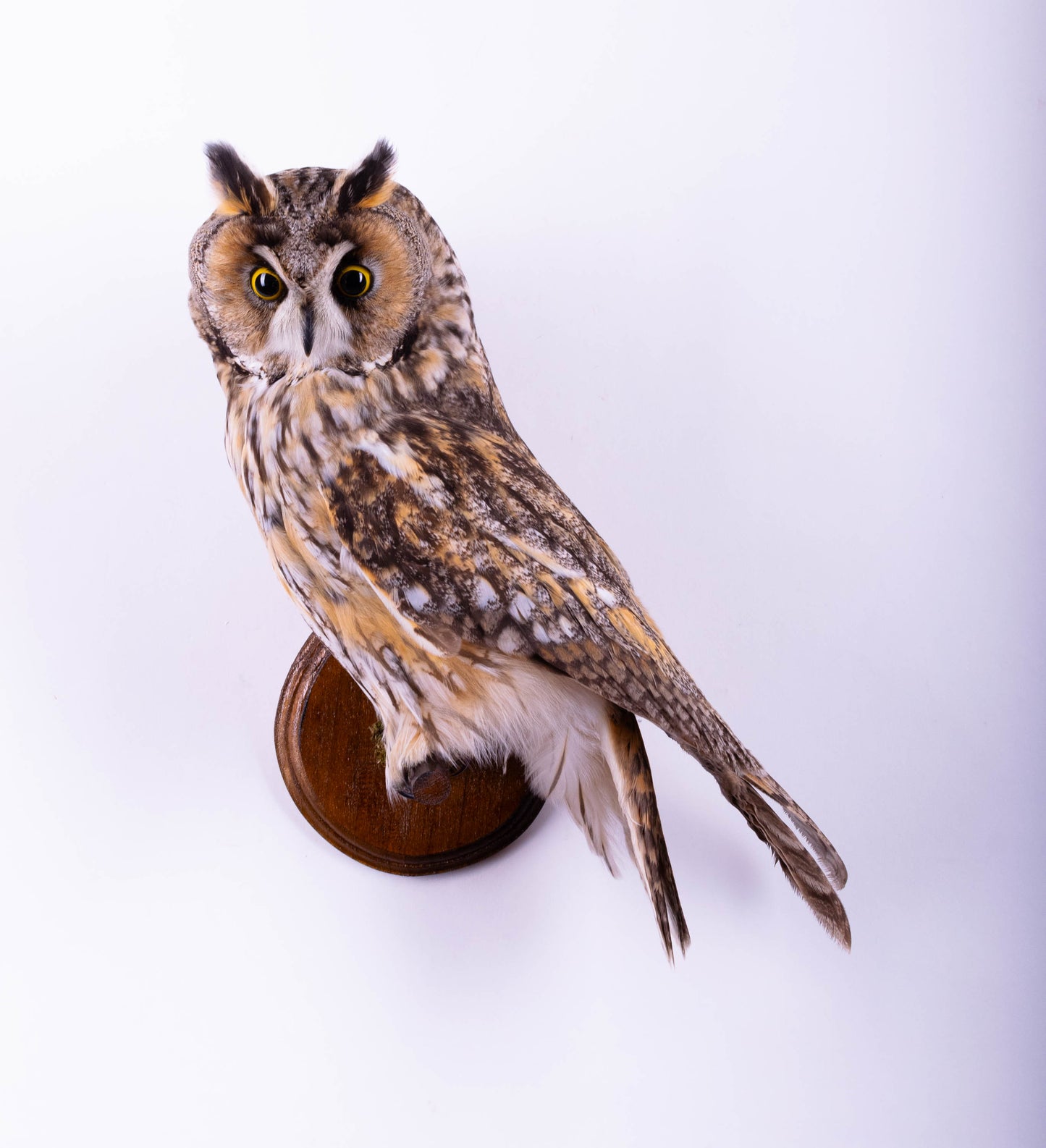 Taxidermy Long-eared Owl Wall Mount