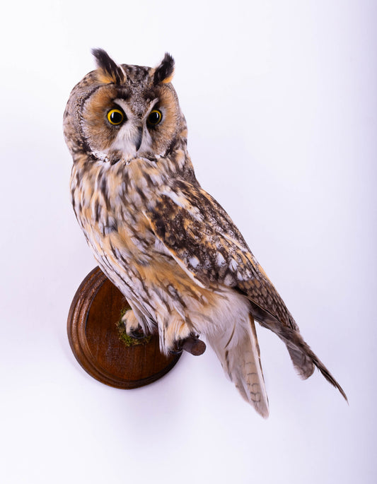 Taxidermy Long-eared Owl Wall Mount