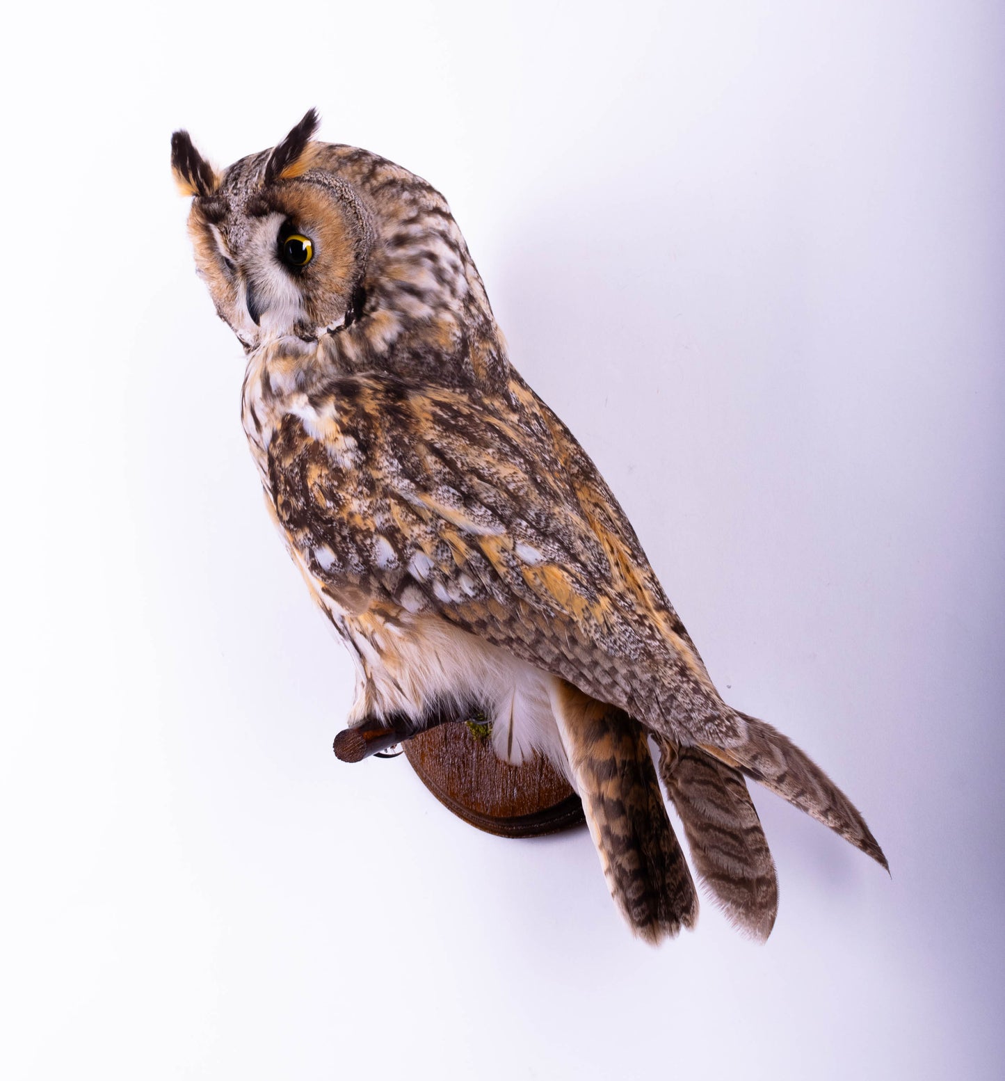 Taxidermy Long-eared Owl Wall Mount